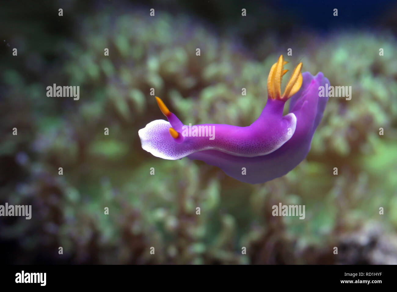 Nahaufnahme einer Sea Slug Unterwasser, Indonesien Stockfoto
