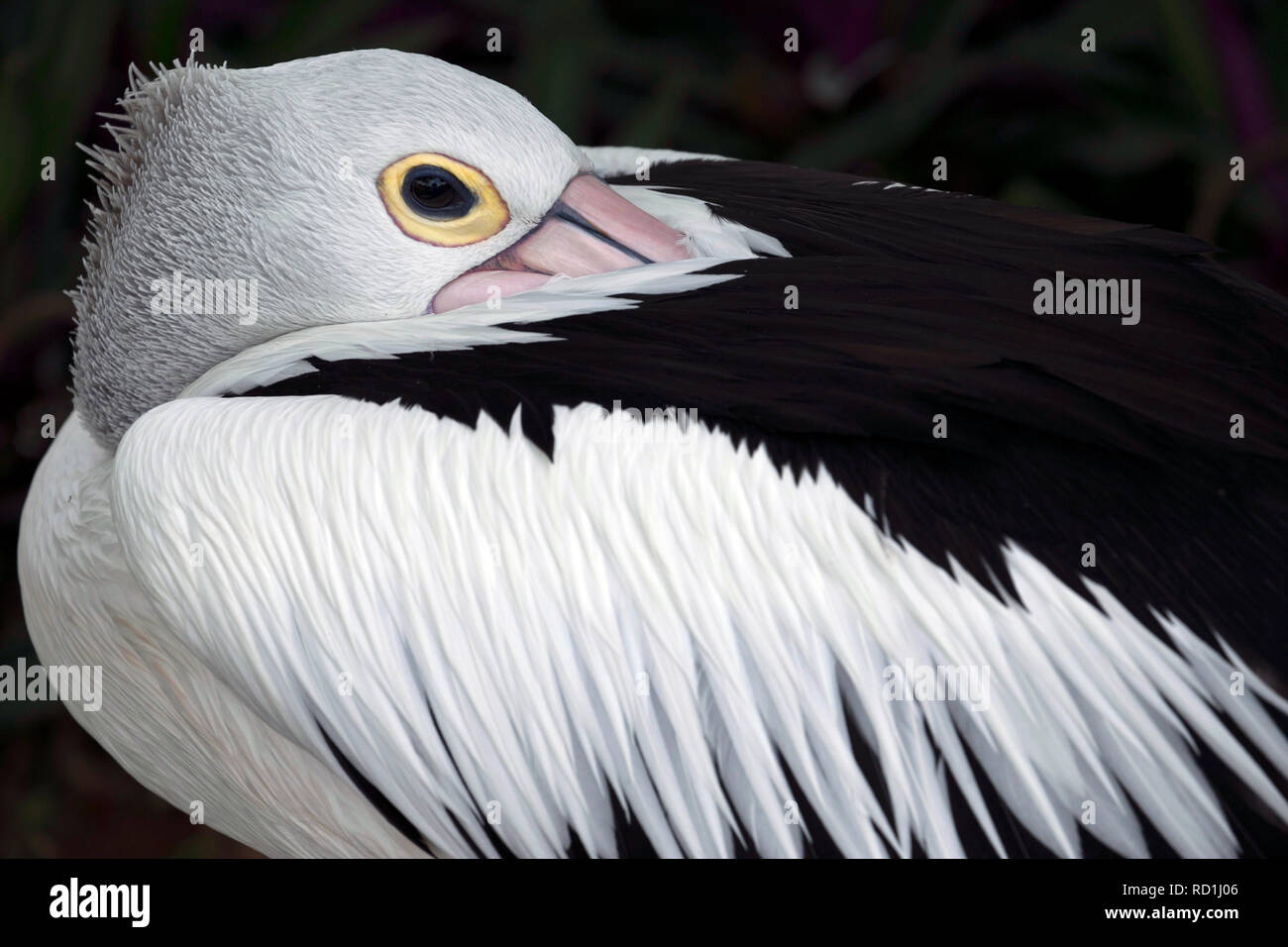 Nahaufnahme einer Pelican putzt seine Federn, Indonesien Stockfoto