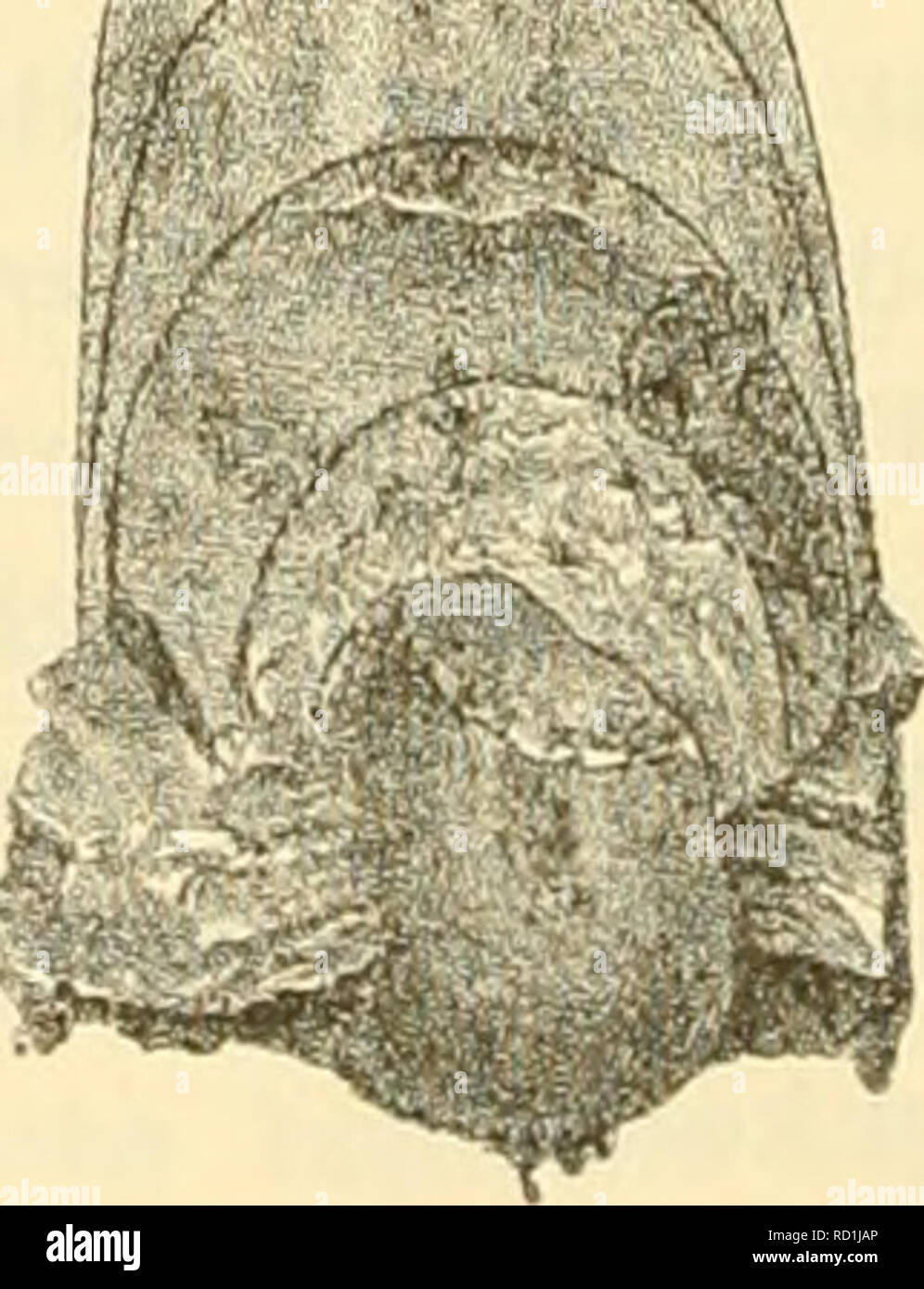 . Denkschriften der Kaiserlichen Akademie, Christian, Mathematisch-Naturwissenschaftliche Classe. . (Arcestes Pararcestes?) suhdimidialus Kittl n. w. von Hagighiol Simionescu (Sammlung). 1 E. V. Mojsisovics, Sterben Ceph.Der Hallst. Kalke hat, Bd. 1, Bl. I, S. 134, Taf. L, Abb. 4. - Ebendort, Supplement, S. 264. Bitte beachten Sie, dass diese Bilder sind von der gescannten Seite Bilder, die digital für die Lesbarkeit verbessert haben mögen - Färbung und Aussehen dieser Abbildungen können nicht perfekt dem Original ähneln. extrahiert. Kaiserl. Akademie, Christian in Wien. Mathematisch-Naturwissen Stockfoto