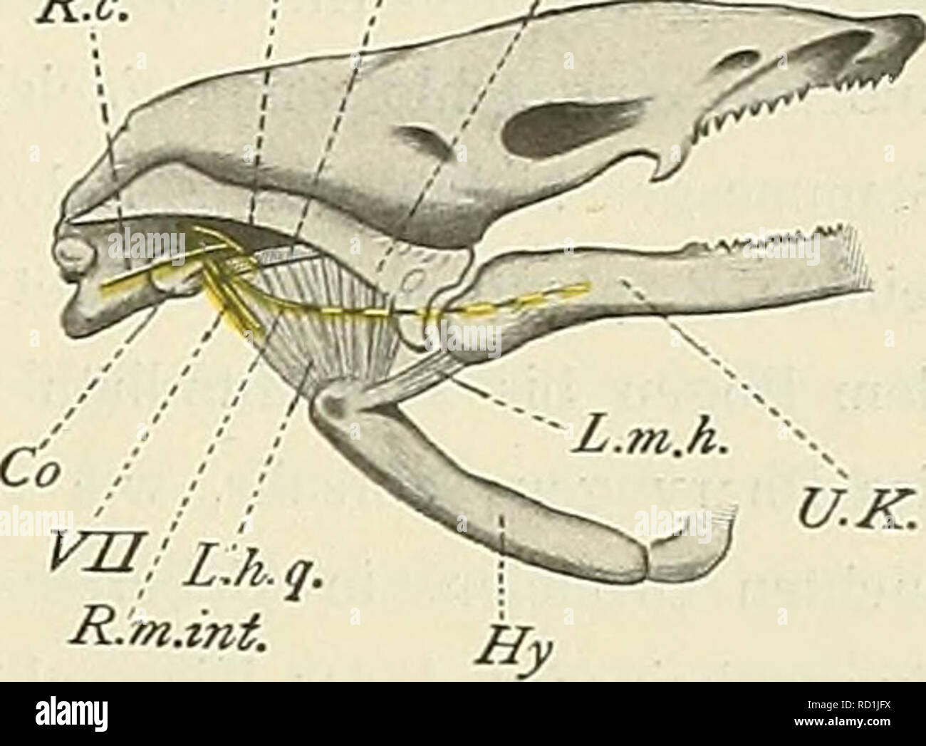 . Denkschriften der Medicinisch-Naturwissenschaftlichen Gesellschaft zu Jena. 37 Sterben Schleimhautnerven des Facialis, Glossopharyngeus und Vagus. 369 Brücke nach aussen, alle Ã¼brigen Aeste unterhalb derselben, aber dorsale vom Ligamentum suspensorio - stapediale. Von diesen Aasten wurde nur der sehr feine R. mandibularis internus verfolgt, welchen Fischer und DRtJNER als R. alveolaris, ersterer bezeichnen, weil er angeblich denselben innerhalb des Knochenkanals des Unterkiefers beobachtete (s. 134). Of this Name ist von mir vermieden, da der Nerv bei Menobranchus nicht im alveolarkanal verlÃ¤u Stockfoto