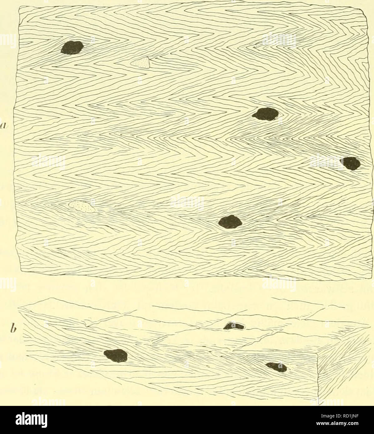 . Denkschriften der Kaiserlichen Akademie, Christian, Mathematisch-Naturwissenschaftliche Classe. 538 F. Katzer, forschten Gebietes von Cearä. In einem recht guten Aufschluß südwestlich von Quixeramobim, in dem kleinen Hügel, welcher sich über dem Nördlicheren gesunder Rücken der Serra östlich vorlagert, sieht man deutlich, daß of this gepreßte Gneis zwei je höchstens 8-2 cm mächtige, mehrfach verdrückte Lagen im Zweiglimmer-Gneis bildet, dessen Schichtenstellung zwar steil-das Einfallen ist Ein einer Stelle / 10'' 4° unter 63°, das einer anderen unter 75° / 11'' (magn.) gerichtet - aber tlw. Stockfoto