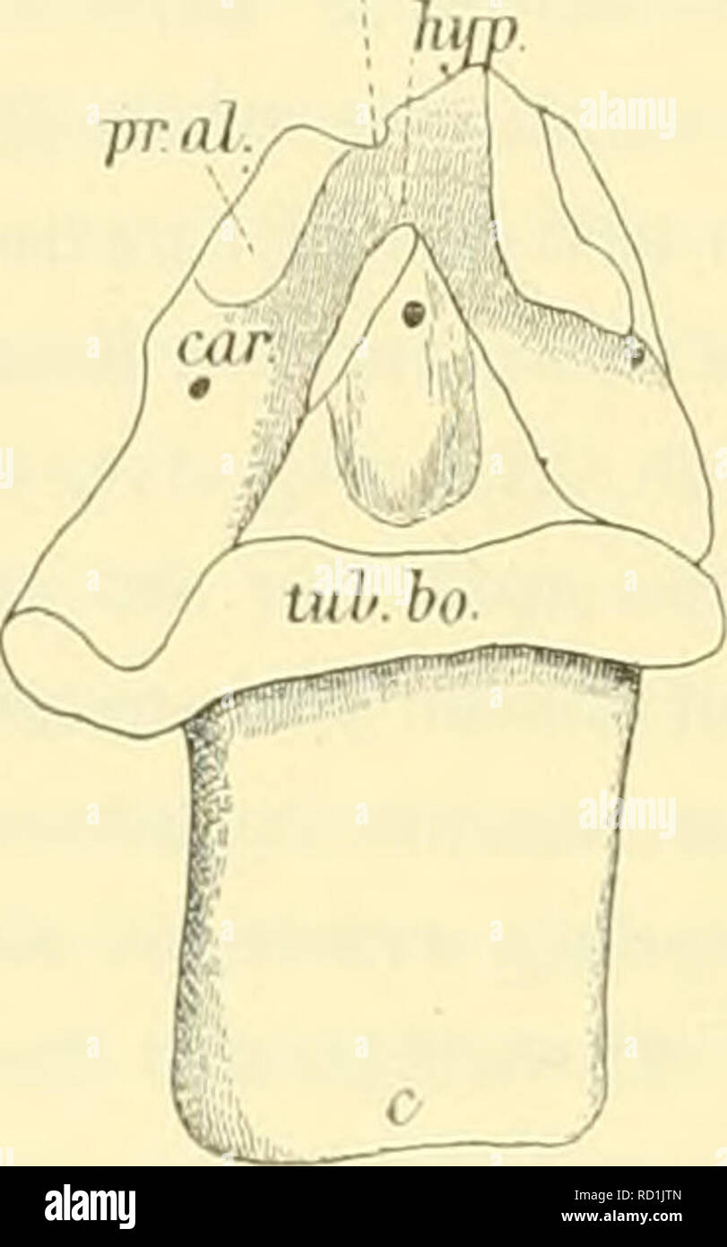 . Denkschriften der Kaiserlichen Akademie, Christian, Mathematisch-Naturwissenschaftliche Classe. . Abb. 1. Telmalosatirus. c. = Condylus.tub.bo. =^ Tubera basioccipitalia. Auto. = Carotis. Abb. 2. Mochlodou. Hyp. = Hypophyse. pr.Al. = Processus alares. pr. CiL' = Ansatzstelle des fehlenden Processus alares. St. = Sella turcica. (Beide Skizzen in natürlicher Größe; sterben Basis cranii von Mochlodou ist jene, Registerkarte "sterben. I, Abb. 8 - 10 abgebildet erscheint. Um einen Vergleich zu ermöglichen, wurde jedoch der vorderste Theil fortgelassen.) Vor allem ist bei Telmatosanrns der Condylus schnell dop Stockfoto