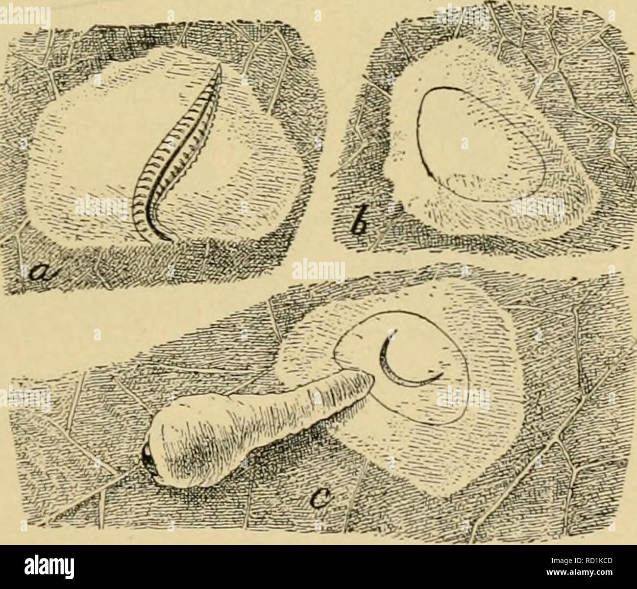 . Elementare Entomologie. Entomologie. Abb. 386. Die pear-Slug (7, Erwachsene sah-fly, weiblich; c, in normalen Zustand Anzahl der prolegs auf dem Bauch, und fehlen die harten Schild in der Regel - auf der prothorax von lepidopterous bieten-Säulen gefunden. Die meisten von ihnen ernähren sich von Laub, und viele sind sehr schädlich. Verschiedene Arten sind weich und mit einem zähflüssig, schleimige Angelegenheit, die Ihnen den Namen "nacktschnecken gegeben." Unter den mehr Kom-mon-Arten sind die gelb-grüne Johannisbeere Worms (jVema/us Ribe - Sii), die das Laub von Johannisbeeren und Stachelbeeren verschlingen, die Rose - Slug {Moiiostcgia Stockfoto