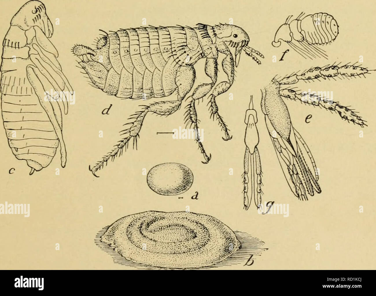 . Elementare Entomologie. Entomologie. Fliegen, Mücken, Mücken 241 haben die geringsten Rudimente der Wing-Pads. Die hinteren Beine sind stark entwickelt, so dass Sie in der Lage sind, einen erheblichen Abstand zu springen. Im erwachsenen Stadium sie leben auf verschiedenen warmblütigen Tieren, deren Blut saugen. Die Eier werden über in die Schlafplätze von Haustieren und in den Ritzen der Stockwerke verteilt. Die Larven sind vvormlike Kreaturen, mit einem klaren Kopf, aber ohne Beine. Sie beissen Mund-Teile, und Futter, die auf Partikel des verfallenden tierischen und pflanzlichen Materie immer reichlich in den Orten in Wh Stockfoto