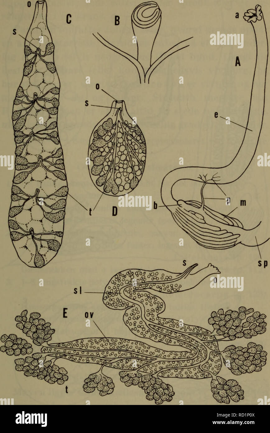 Polycarpa sp Fotos und Bildmaterial in hoher Auflösung Alamy