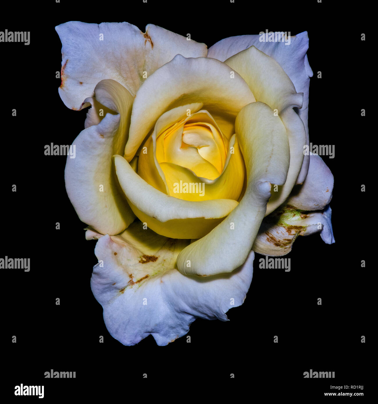 Kunst Stillleben Farbe Blume Foto von einem gelben weiße Rose Blüte mit detaillierten Textur auf schwarzen Hintergrund im Vintage Stil Stockfoto