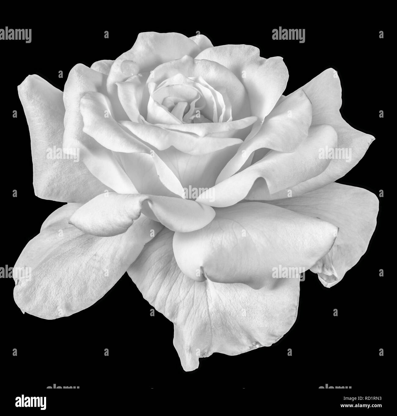 Fine Art Stilleben monochrom Blume Vorderansicht Makro Foto eines weite weiße Rose Blüte mit detaillierten Textur auf schwarzem Hintergrund Stockfoto