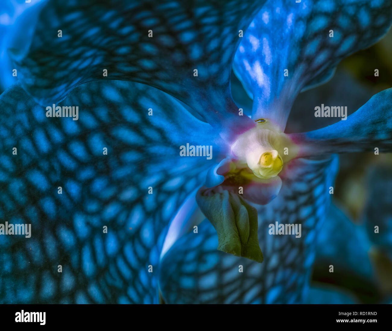 Surrealistische Kunst stillleben blumen Farbe makro Bild eines der Inneren eines isolierten Türkis orchid Blossom Stockfoto