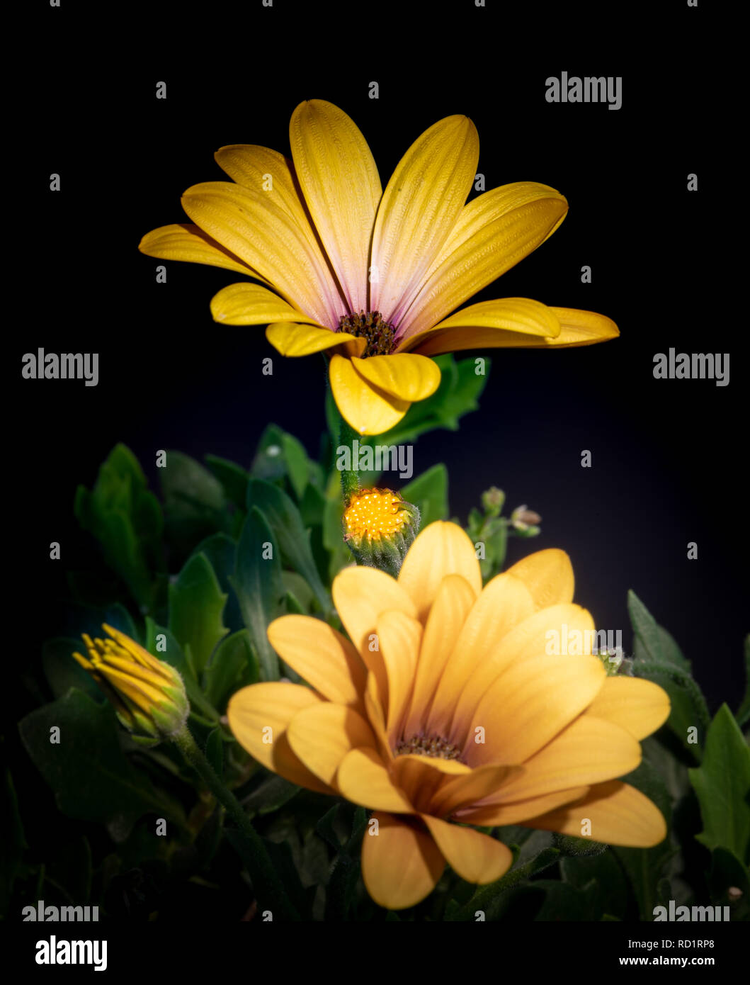 Kunst Stillleben blume farbe Makro Bild von weit offen Gelb afrikanischen Kap daisy/Marguerite Blüten mit Bud auf Grün verschwommen und Schwarz Zurück Stockfoto