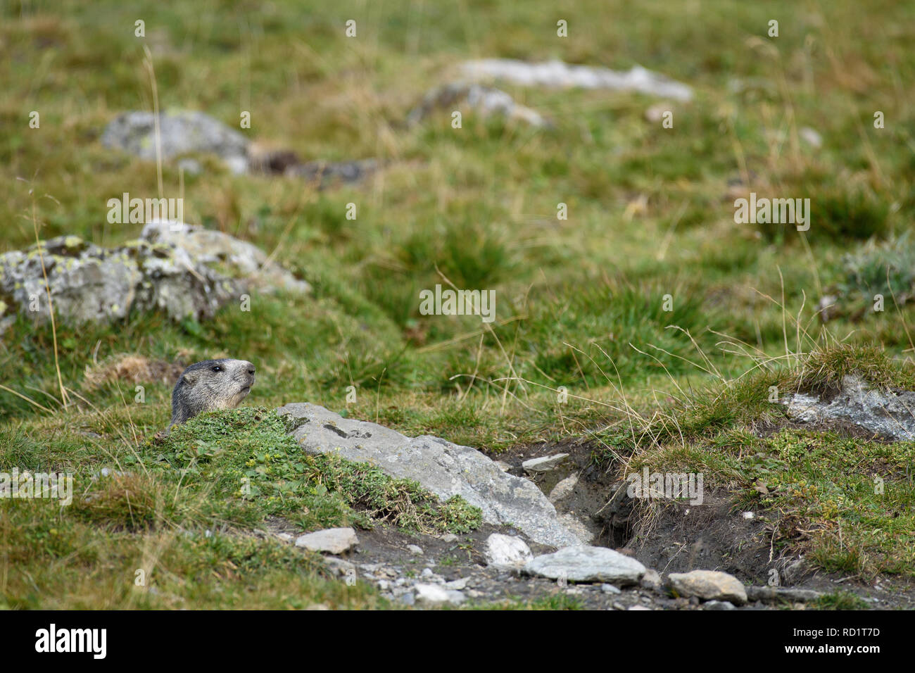Marmot Uhren aus seinem Loch Stockfoto