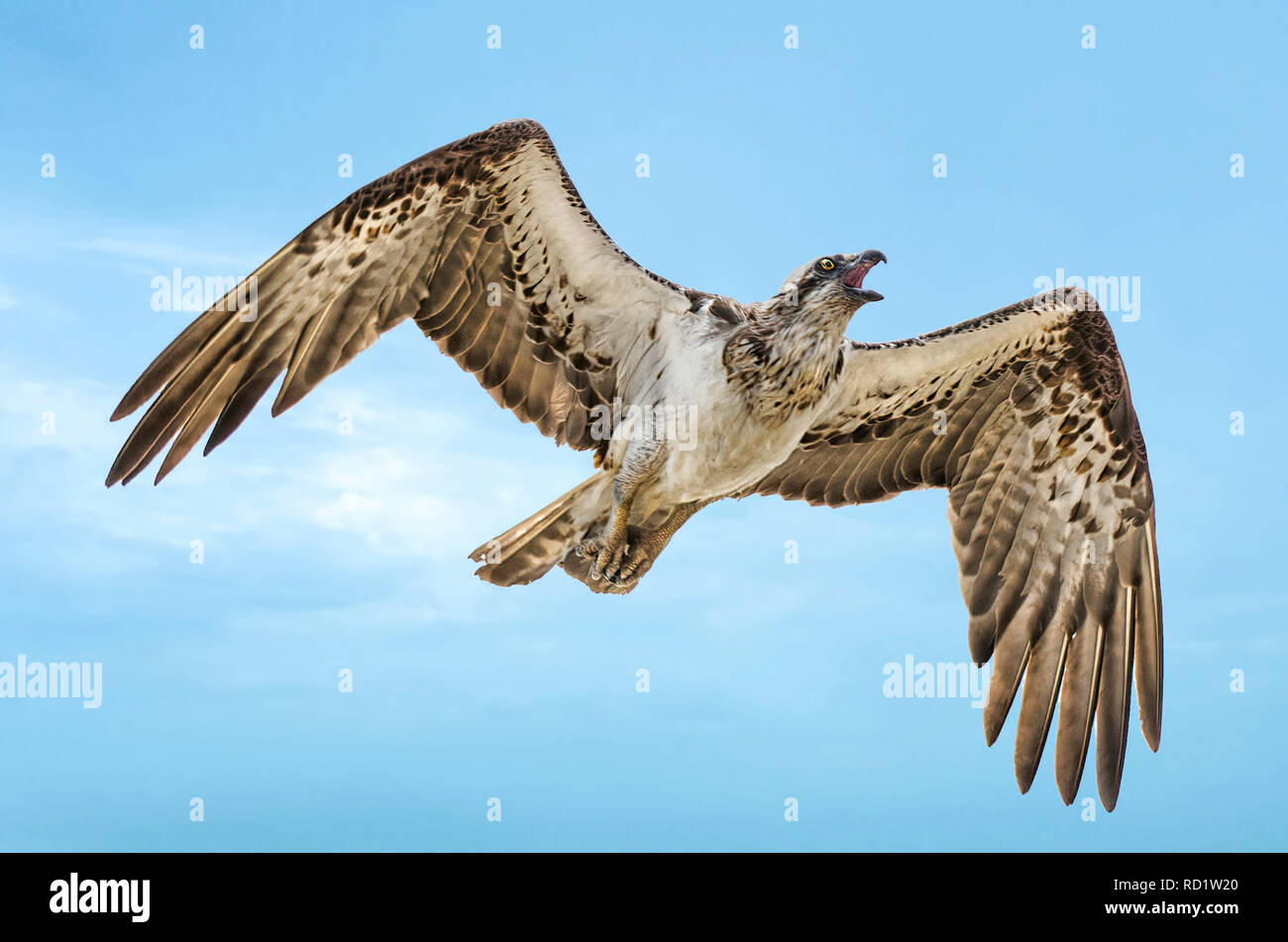 Östlichen Fischadler (Pandion cristatus) fliegen in den Himmel, Perth, Western Australia, Australien Stockfoto