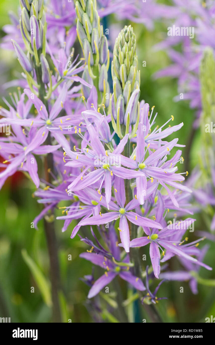 Camassia leichtinii caerula Blumen. Stockfoto