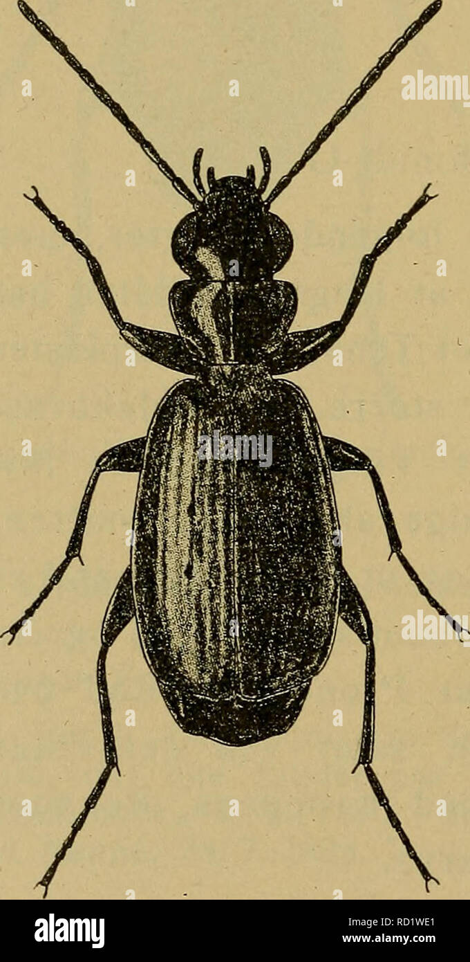 . Danmarks Fauna; illustrerede haandbøger über den Danske dyreverden... 226 Oversigt über Arterne. 1. Vingedaekkernes 3. Stribemellemrum med 2 fein, Ofte meget utydelige, indstukne truncatéll Punkter 1. Uns. 3. Vingedaekkernes Stribemellemrum med2Store, flade Gruber 2. foveåtus. 1. M. truncatéll uns L. Sortieren, Oversiden med yderst svagt Følehornenes Metalskaer, 1. Oftest lidt lysere geführt. Benene lysere Eller mørkere Brune, med mørkere Laar. Hovedet Ca. saa Bredt som Halsschild, Dette bredest in der Nähe von Forranden, Bagud tilsmalnet staerkt. Yderst svage Punktstriber Vingedaekkerne med. Laengde 3 mm. Almindelig, Ba Stockfoto