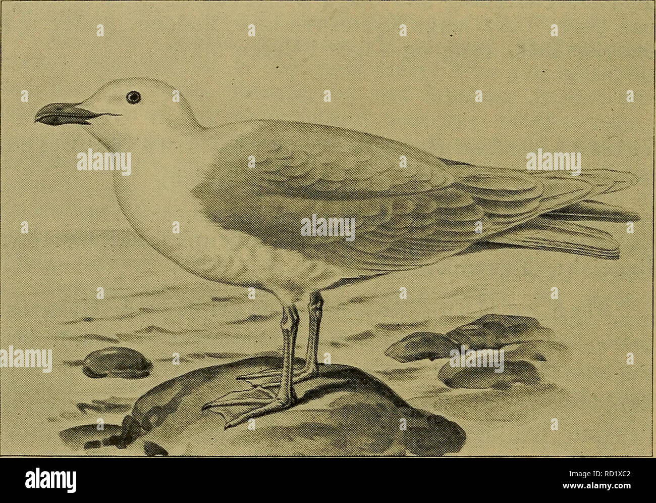 . Danmarks Fauna; illustrerede haandbøger über den Danske dyreverden... {Lams hyperboreus) 42 og Spidspletter. Vingens Halens Fjer og som ich Som-merdragten. Iris Gul, Øjelaagsranden gulrød. Naebbet gult, paa hver Seite af Underkaeben en stor Roed Plet. Hannen - tydelig større Ende Hunnen; Naeblaengden hos Hannen 62 - 69 mm. Naeseboret naebhøjden Tasche 19 - 22 mm; de tilsvarende Maal hos Hunnen 56 - 60 mm og 17 - 19 mm.. Abb. 7. Graamaage. (Efter Lønnberg ich Svenska Fåglar). Vingelaengden hos Hannen 450 - 480 mm, hos Hunnen 419 - 442 mm, Benene hvidgraa Med svagt rødligt Ein-strøg. Mellemfoden hos Hannen 70 - 73 mm, Ho Stockfoto