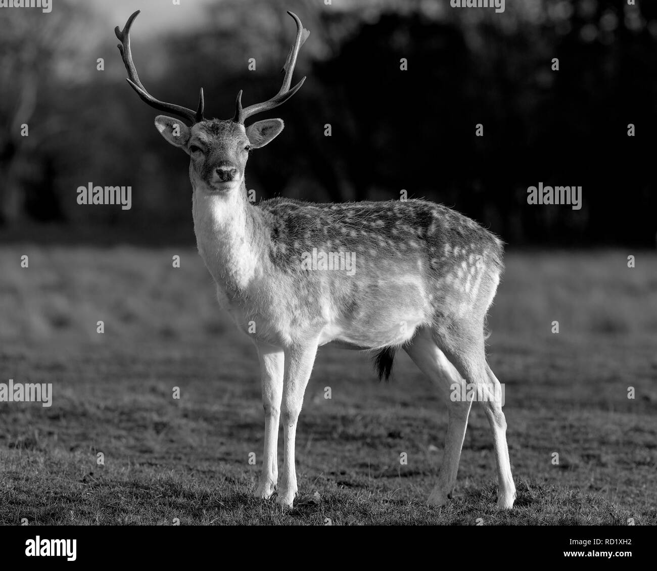 Rehe in der Abendsonne - Attingham Park an der Ilm Stockfoto