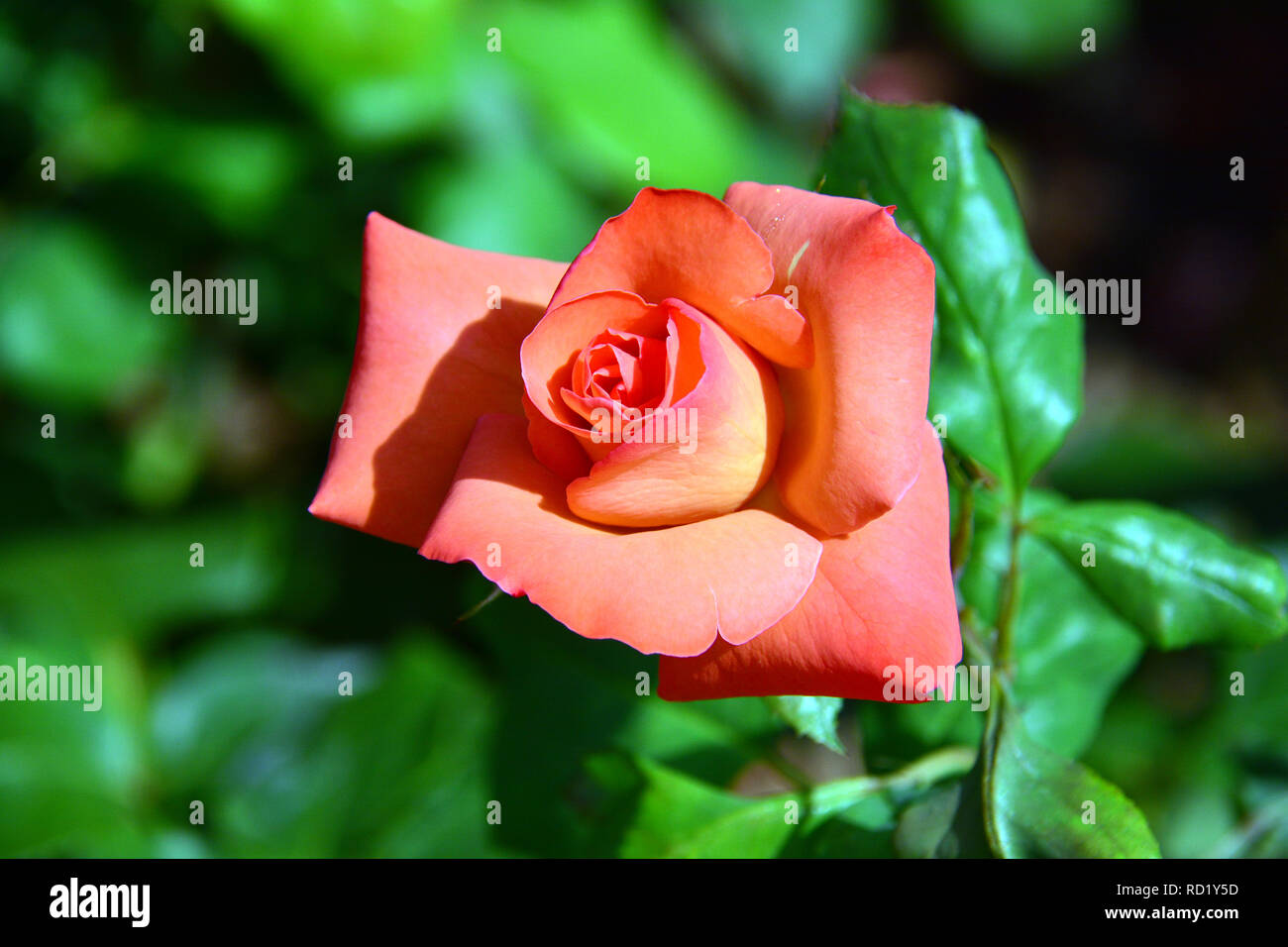 Rose, Rosen, Rose, Rosa sp. Christoph Columbus Stockfoto