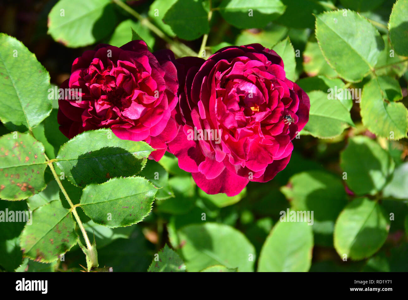 Rose, Rosen, Rose, Rosa sp. Munstead Wood Stockfoto