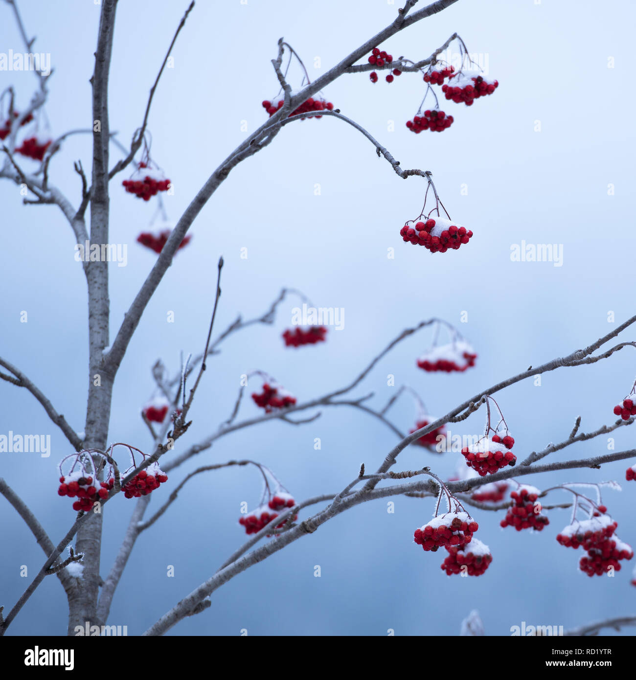 Baum mit roten Beeren im Winter Stockfoto