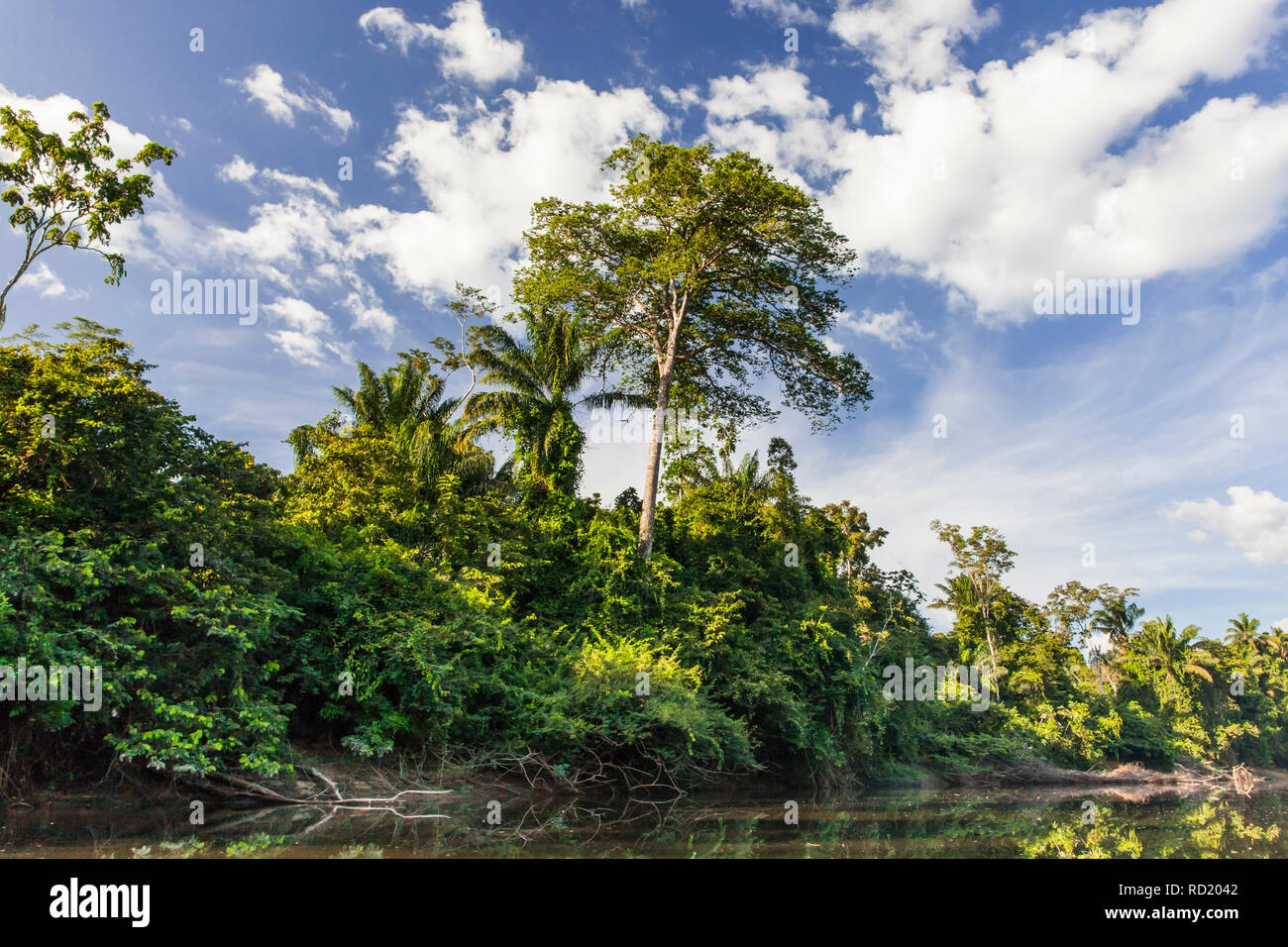 Blick auf den Suriname Fluss im oberen Suriname, awarradam Jungle Camp Stockfoto