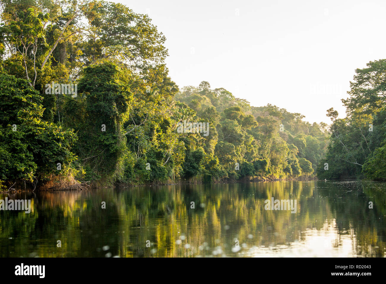 Blick auf den Suriname Fluss im oberen Suriname, awarradam Jungle Camp Stockfoto