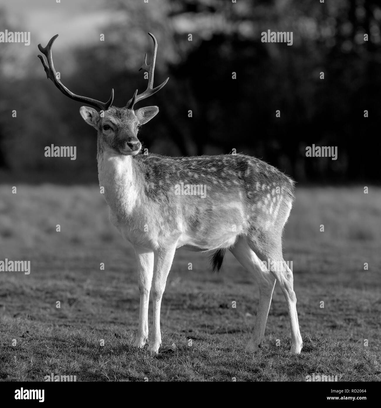 Rehe in der Abendsonne - Attingham Park an der Ilm Stockfoto