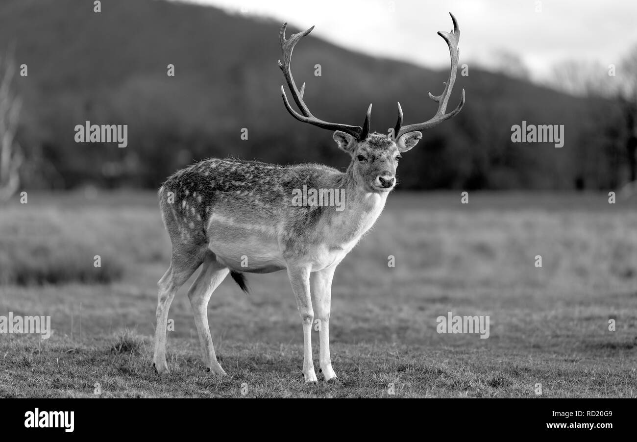 Rehe in der Abendsonne - Attingham Park an der Ilm Stockfoto