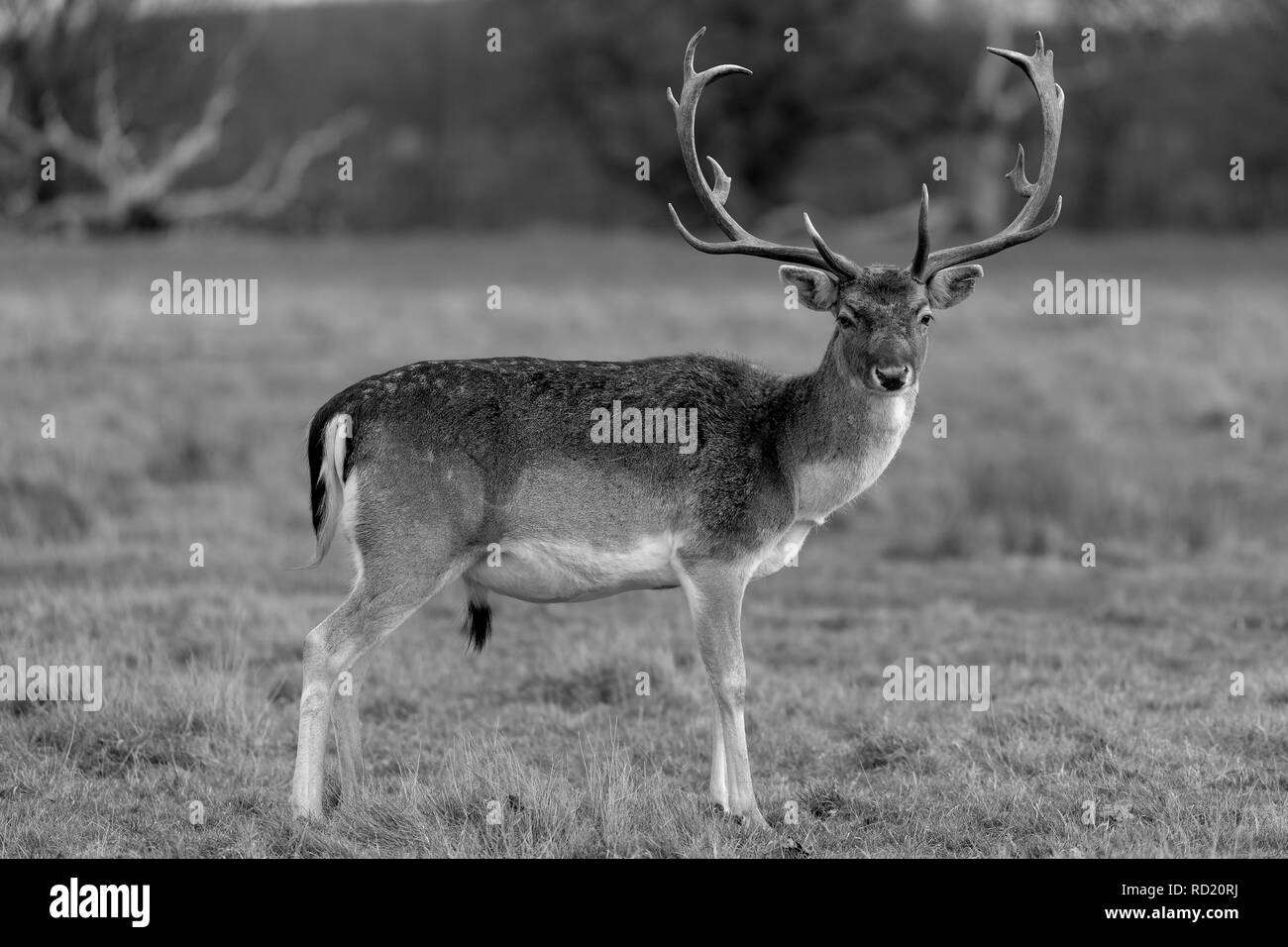 Rehe in der Abendsonne - Attingham Park an der Ilm Stockfoto