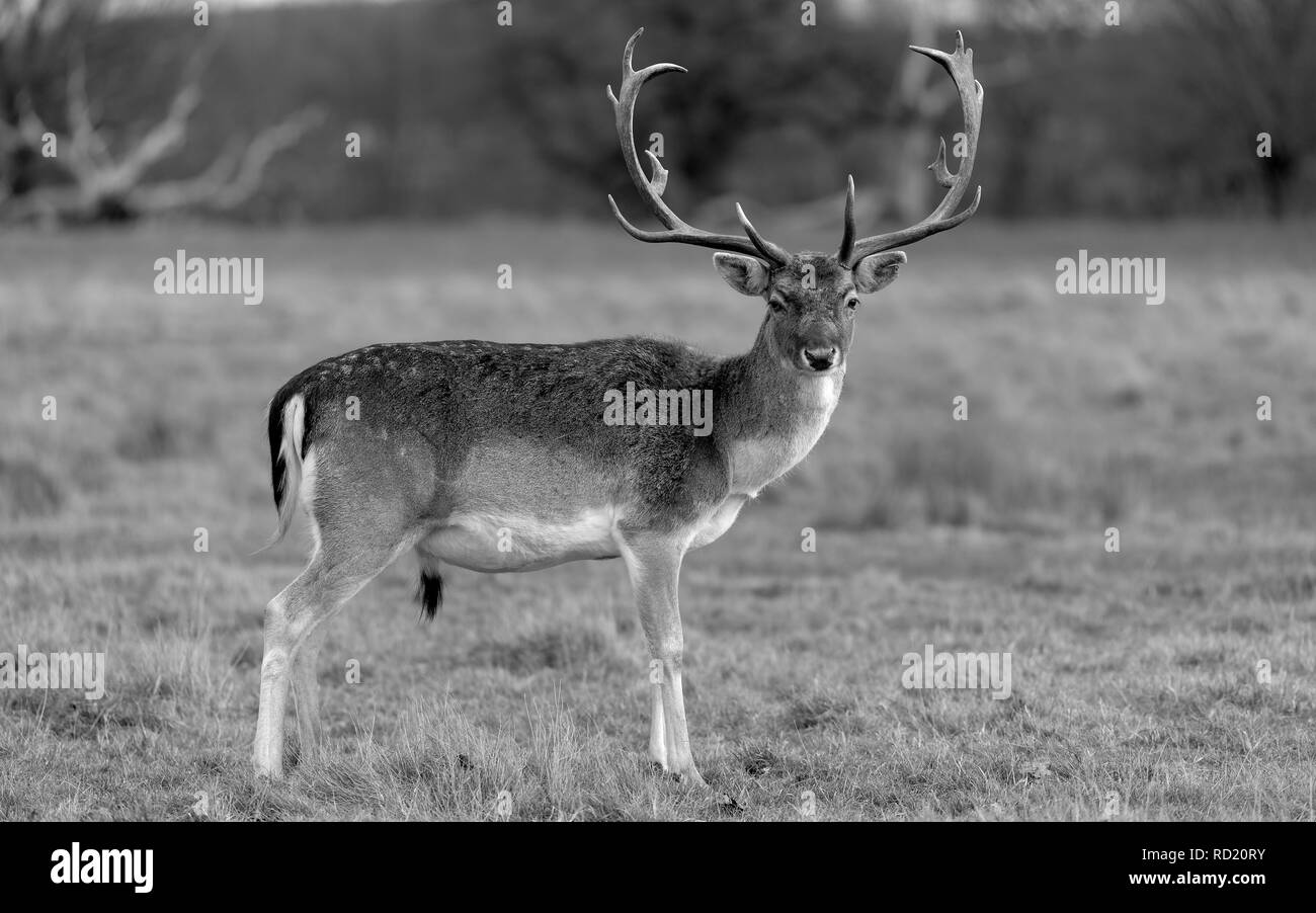 Rehe in der Abendsonne - Attingham Park an der Ilm Stockfoto