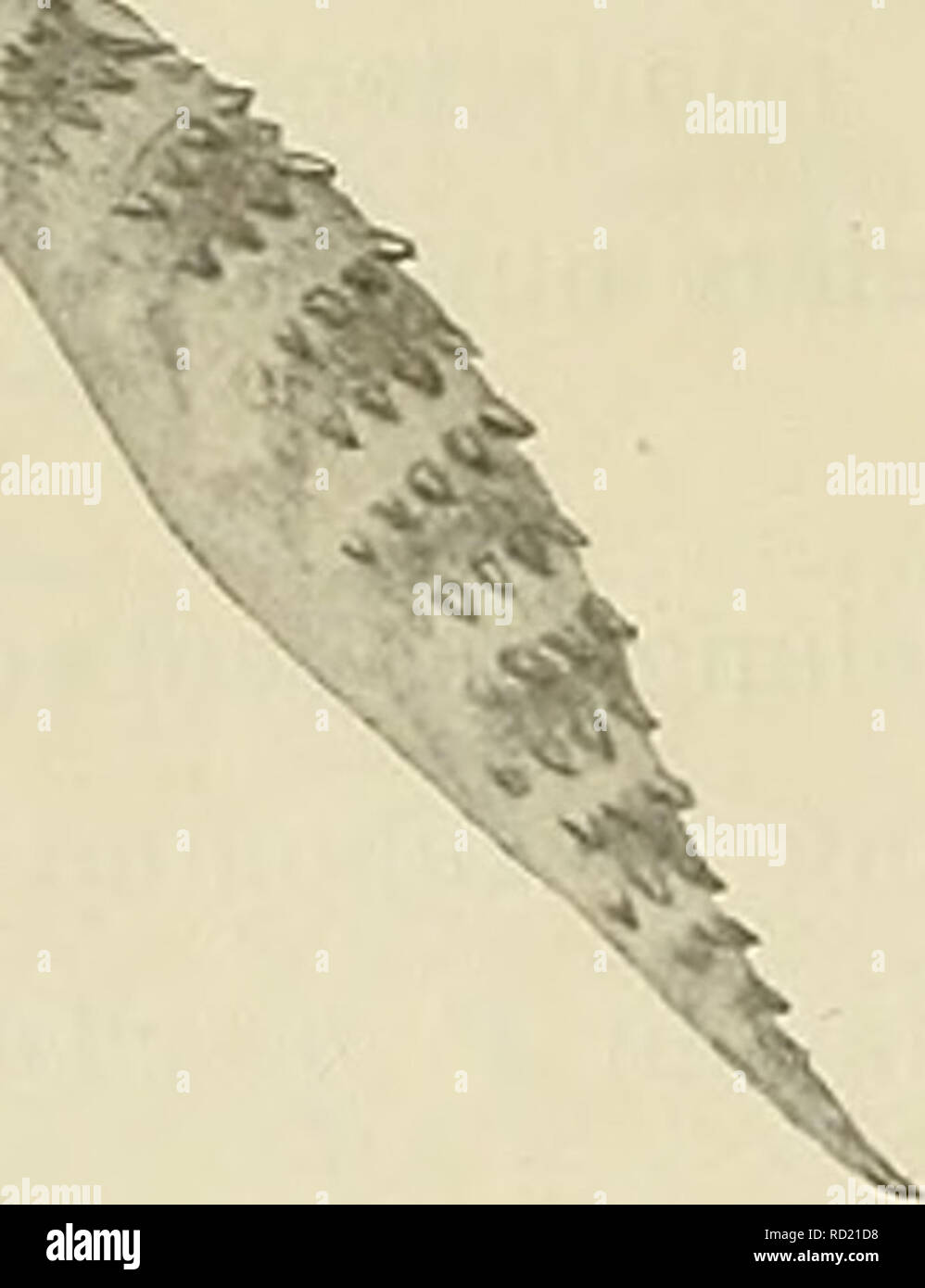 . Denkschriften der Medicinisch-Naturwissenschaftlichen Gesellschaft zu Jena. Abb. S. Blngr Pachydactylus fasciatus.  P. rugosus Smith. Smith, 111. S. Afr. Eept., Tab. 75, Abb. 2. Boulengbr, Kat. Liz., Bd. I, S. 204. (;&Amp;&gt ;- Schöbel nes Exemplar of this seltenen Kunst von Kubub, 1904 (Nr. 545). SchnauzenlÃ¤nge = 1 V2 Orbitaldurchmesser. 4 (-f - 2 geteilte unter dem Apex) Querlamellen an der Unterseite der 4. Zehe. Supranasalia durch 2 Schuppen voneinander getrennt; 9 Supralabialia, 8 Sublabialia. Symphysiale lÃ¤nger als breit, hinten abgestutzt. LÃ¤nge etwa 80 mm; KopfrumpflÃ¤nge 55, Stockfoto