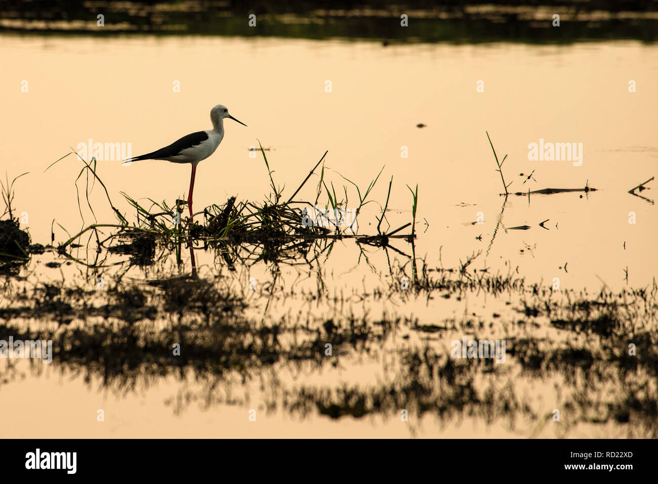 Ein schwarz geflügelte Stelzenläufer (Himantopus himantopus) im Abendlicht auf dem Chobe Fluss. Stockfoto