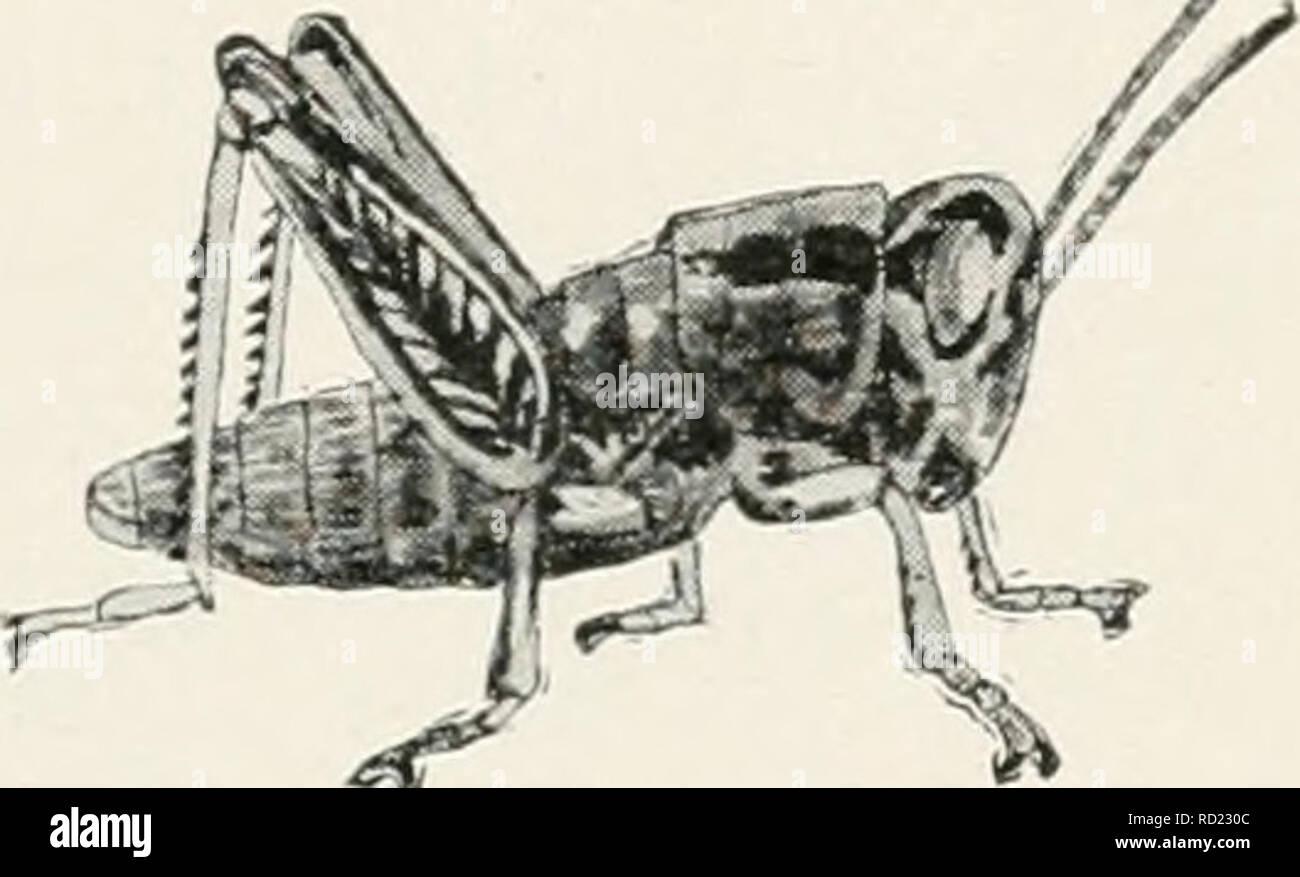 . Elementare Studium der Insekten. Insekten. Abb. 5. Nymphe von IHelanoplus, erste Stufe. Nach Emerton. Abb. 6. Nymphe von Slelanojrtus, zweite Stufe. Nach Emerton.. Bitte beachten Sie, dass diese Bilder sind von der gescannten Seite Bilder, die digital für die Lesbarkeit verbessert haben mögen - Färbung und Aussehen dieser Abbildungen können nicht perfekt dem Original ähneln. extrahiert. Jäger, Samuel John, 1866-1946. Topeka, Kan. , Kran &Amp; Company Stockfoto