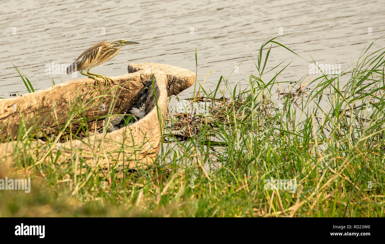 Squacco Heron (Ardeola ralloides) Angeln von einem Verankerten heraus gegraben, Macouro oder Mocoro auf dem Chobe Fluss. Stockfoto