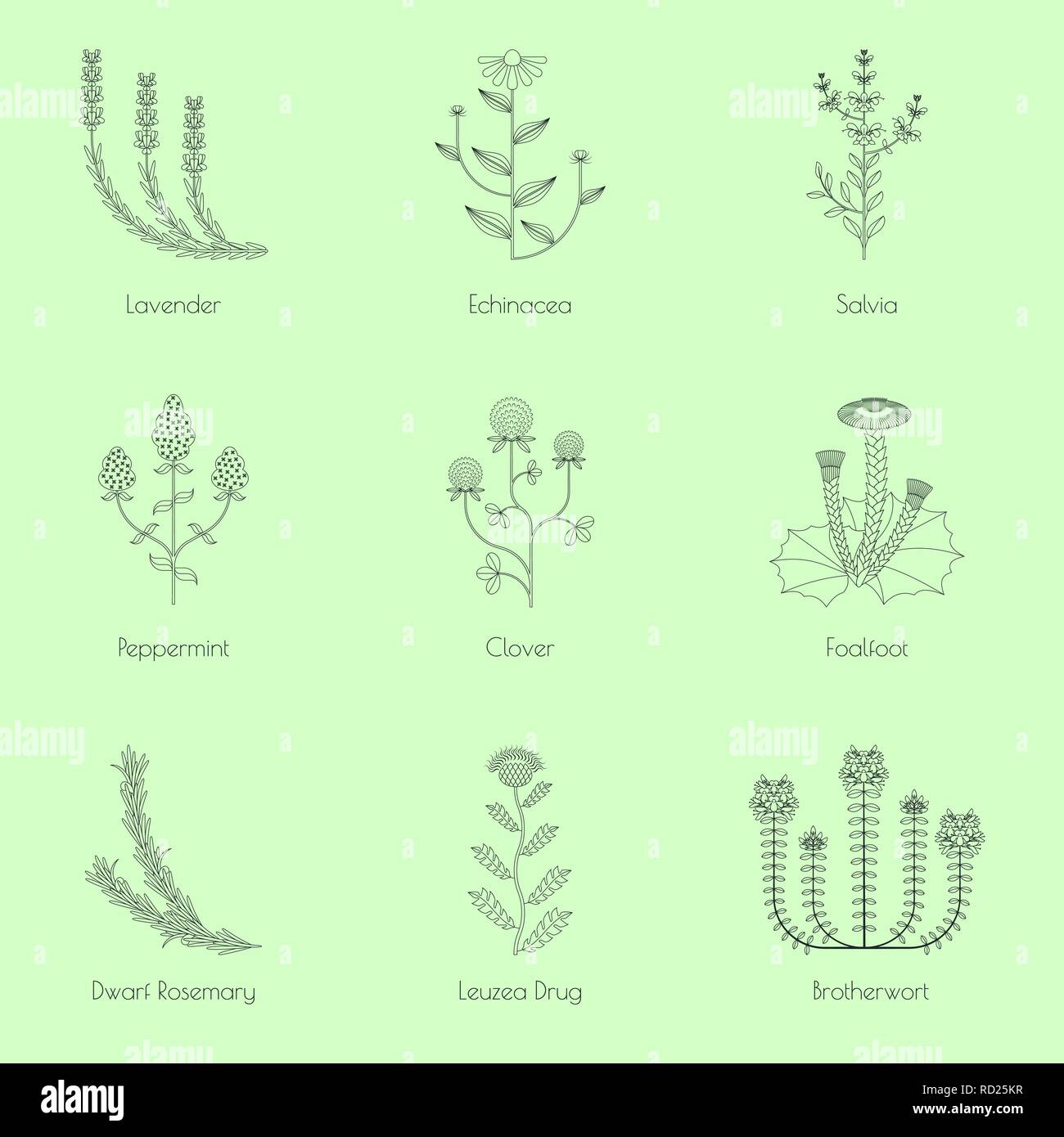 Heilpflanzen, Kontur Symbole auf grünem Hintergrund isoliert Stock Vektor