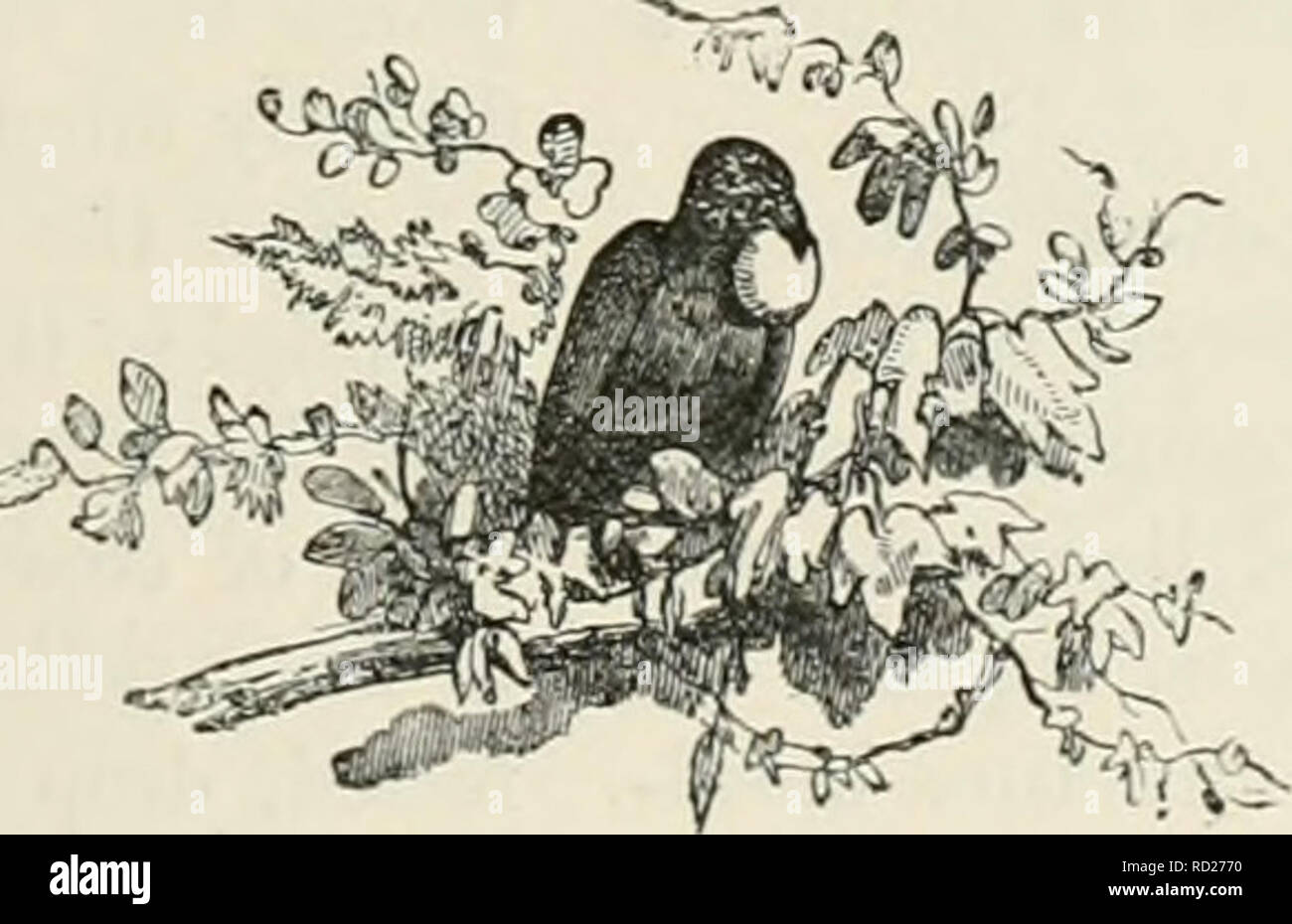 . Milchwirtschaft: die Theorie, Praxis und Methoden der Milchviehhaltung. Milchbetriebe; Molkereien; Milch Pflanzen. Beurteilung der Käse. 283 Professor Boelokcr, mit Blick auf bestimmte Ergebnisse zu erreichen, hat die Milch von einer gesunden Kuh in verschiedenen Perioden des Tages analysiert. Die]) rofessor festgestellt, dass der Feststoff von Milch am Abend (l." 5 Prozent.) höher als die Der moruiug Milch (10 Prozent), während das Wasser in der Flüssigkeit enthaltenen von Si vermindert wurde) Prozent auf 80 Prozent. Die Käsemasse wird nach und nach im Tagesverlauf. In der Früh ist beträgt 2 | Prozent. Um 12.00 Uhr 3. Stockfoto