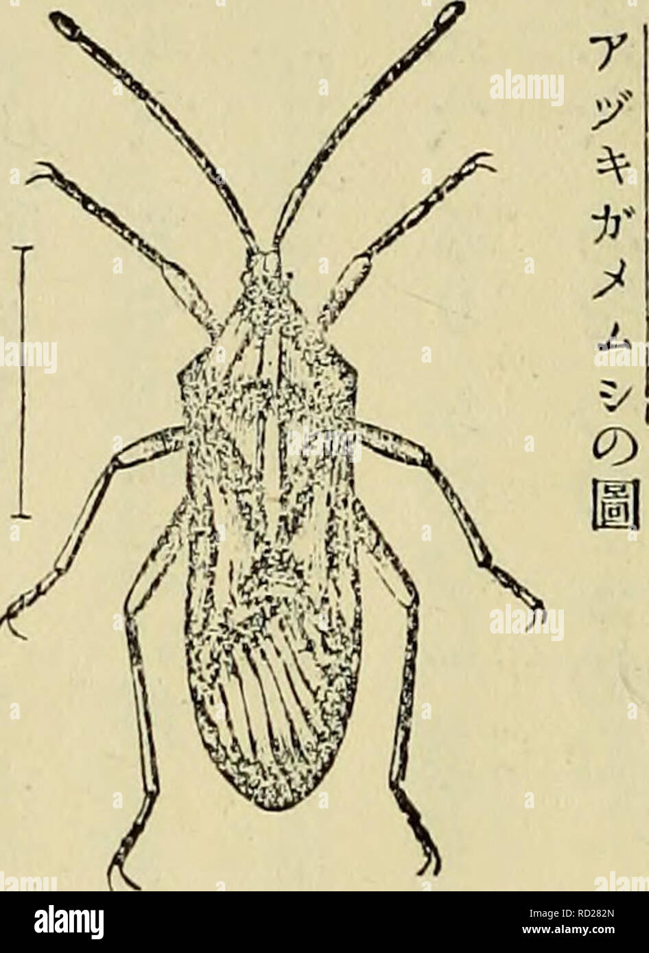 Dai Ikkai Zenkoku Konchu Tenrankai Shuppin Mokuroku Insekten A A A Aspaa C aae E F Amera Hemiptera Cott A E A 1 A A A A aªaaaac ae E Pyrrhocoris Tibialis Stai