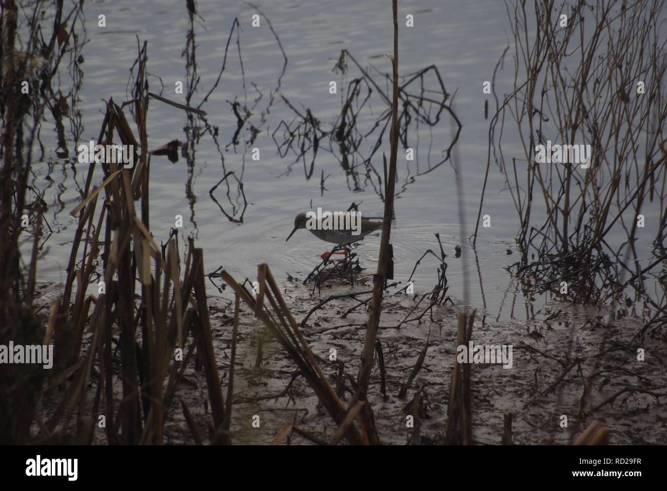 Gemeinsame Rotschenkel (Tringa totanus), waten Vogel in einem Reed gedeckten schlammigen Pool. Exeter, Devon, Großbritannien. Stockfoto