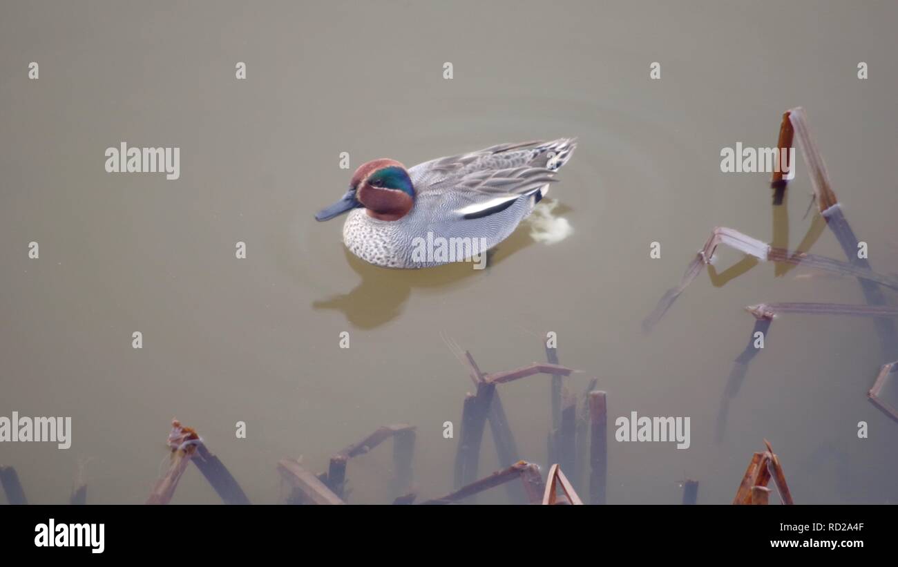 Männliche Teal (Anas crecca) Dabbling Duck, Ausscheidet, während auf dem Wasser. Exeter Hochwasserschutz Kanal, Trews Wehr, Devon, Großbritannien. Winter, 2018. Stockfoto
