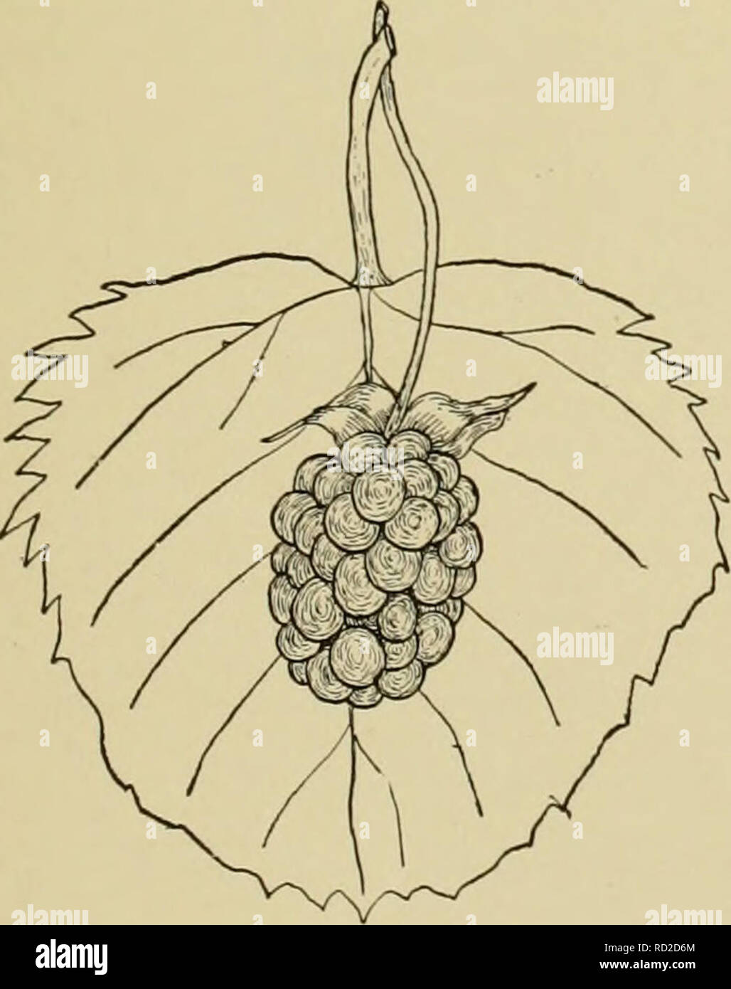 . Cyclopedia von Hardy Früchte. Obst, Obst - Kultur. 252. Rathbun. (XI) Pflanzen von mittlerer Größe und Kraft, halb Hardy, mod-erately produktiv; Stöcke, Paar, eckig, grünlich, mit geraden, schlanken Dornen. Blumen 1% Zoll im Durchmesser, 3-7. in einem kurzen, offenen, grünen Blütenstände mit ein paar Stacheln, steril oder fast so. Obst Früh, sehr groß, etwas unterschiedlich, zylindrisch, Jet Black, Core zylindrische, weich, weiß; drupelets große, runde, zahlreich; Fleisch fest, saftig, süss, ricli; Qualität sehr gut; Samen groß, weich.. 253. Snyder. (XD SNYDER. Abb. 253. Die Frucht ist nicht in-viting in Aussehen und Tas Stockfoto