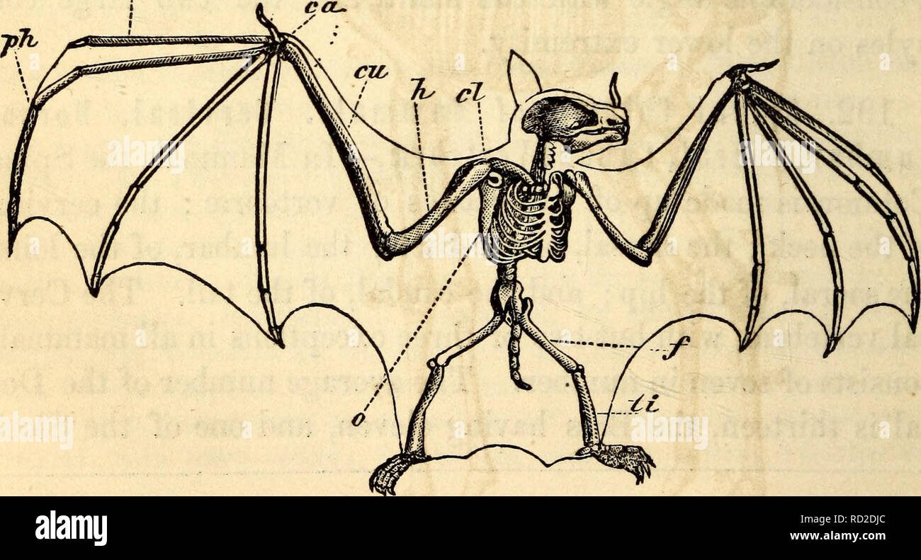der-fledermausphysiologie-fotos-und-bildmaterial-in-hoher-aufl-sung