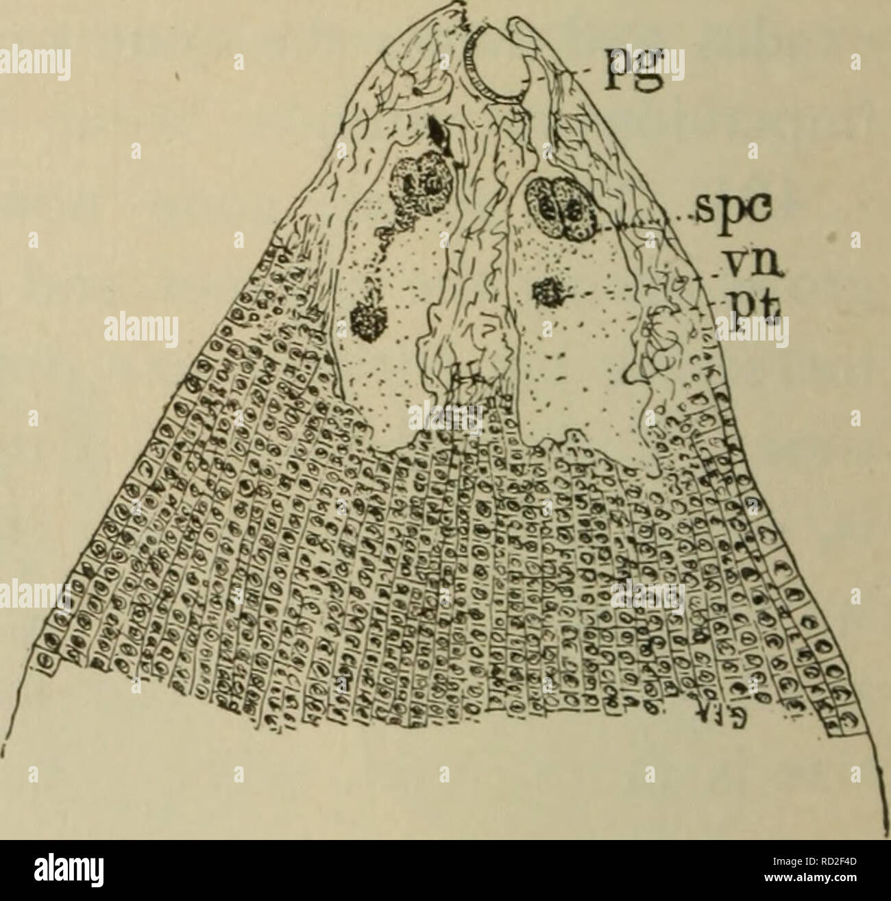 . Elementare Botanik. Botanik. Abb. 269. Abb. 270. Abschnitt der Eizelle von White Pine, int, integ-oberen Teil der nucellus der weißen Kiefer, ument; A-Pollen Kammer;/&gt;/, Pollen Röhre; A', Pollen - Korn bleibt; spc, Spermien;", nucellus; m, macrospore Hohlraum. vn, vegetative Kern; //, Pollen Rohr. seine volle Größe erreicht und wo die archegonia fangen an sich zu bilden vor dem Verlassen des macrosporangium. 421. Männliche prcthallia. T&gt; y die Zeit der Pollen reif ist der männliche pro-thallum ist bereits teilweise gebildet. In Abb. 255 Wir zwei gut gebildete Zellen sehen können. Andere Zellen sind bereits sagte gebildet werden, aber Stockfoto