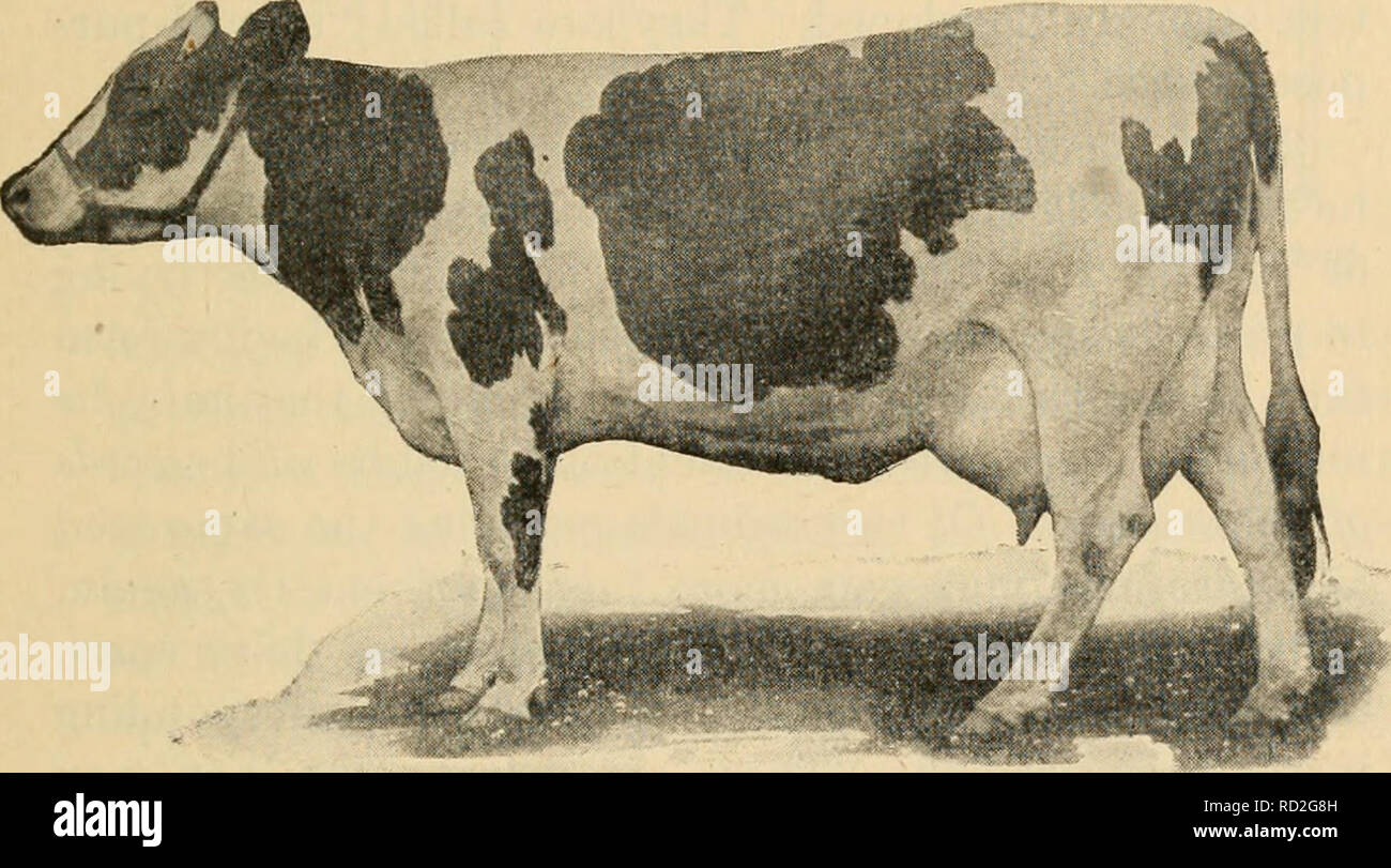 . Elementare Grundsätze der Landwirtschaft: ein Lehrbuch für die gemeinsame Schulen. Die Landwirtschaft. Tierhaltung 193 Milchleistung 48,35 Pfund, mit 2,33 Pfund der tatsächlichen Butter - Fett (entspricht 2,75 Pfund standard Qualität Butter). Die Kosten für Ihr Feed war 25 Cent pro Tag. Der Wert der Milch und Butter für 10 Monate zu berechnen. 265 d. Aufzeichnung von Colantha des 4. Johanna (siehe Abb. 125), in einem Jahr test abgeschlossen Dezember 24, 1907, war 27,432 lbs Milch, 998 Pfund Butter - Fett. Dies ist die Welt, sowohl für Milch und Butter, für jede Kuh der Rasse. Was wäre die Stockfoto
