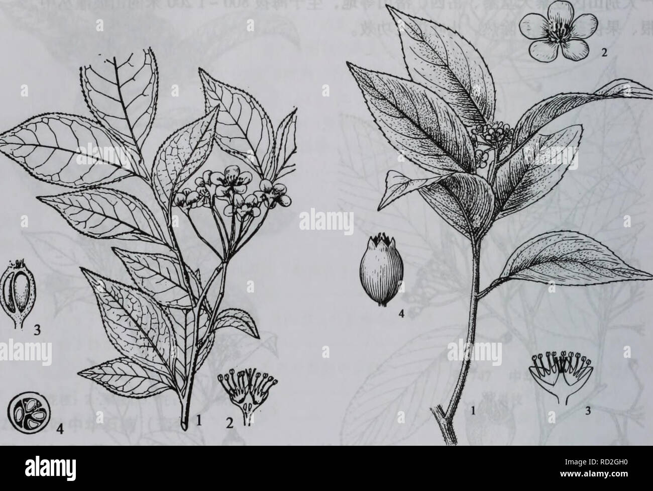Da bie Shan wu Zhi Zhi. Botanik. 530 å¤§å"å±±ae¤ç© å¿ 20 Ï¼ç - äºè±ç £ Ï¼è±ae±23Ï¼ä" - é¨ä" ¥ ä'äºéèï¼å Åçï¼ç ¨ é¿-ae¿é¡ ¶ç" å ¯ ¯ ¯ ãaeae aeae çé¿¤ - åµå½ åå½¢ ae¢ Ï¼é ¿ 9  12 ae ¯ "ç±³Ï¼Ae © çº¢È²aeç" È²ãè±ae 45 Aeï¼aeae 7  8 aeã äº § auf éå ¯¨å¤©å å ¯¨ç-å° ãçäºaeµ · ae 1 000 ç±³å · ¦ Å³çå ±± Å¡çä 'ä'-à ae Ä¾è ¹Ãaeãå¶¯ç¨ Ï¼è½è¡è¡Ae-¢ è¡åae-¢ çã. Gibt es 750 å°å¶ gibt es Ç³ae ¥ ¤ 751 è ae ¯ Ç³ae ¥ 1. È ± aeï¼ 2. È ± çºµåé¢ Sie 3. aeçºµåé¢ Sie 4. ªåé aeae"¢ 1. È ± aeï¼ 2. È ± Sie 3. È ± çºµåé¢ Sie 4. aeå® 6. è¤ae ¯ ¥ ç³ae Ï¼å¾ 751) Photinia hirsuta Hand. - Mazz, aeå çae È½å¶¨°Ä¹ae ¨ Ï¼é" 1-2 aus ç±³Ãå° ¯ ¤ aeå çè È²ç¡¬ae ¯ aeåå½ Ï¼èae¶¢ ç® å-ãå € ï¼è È½åµå½¢¢" è¤ È²ç¡¬ae¯ãå¶ ççº'è' ¨ Ï¼ae ¤ - åç¶ ae"¿åµå½ aeè éå½¢¢ Ï¼é¿ 37. 5 åç ± ³ï¼å® ½1.53 ³ï¼å åç±ç"¯ae 'å° aeå°¾ å°å® ½Ae Ï¼åºé ¨ ¨¡¢¿ å½ aeè åå½¢ Stockfoto
