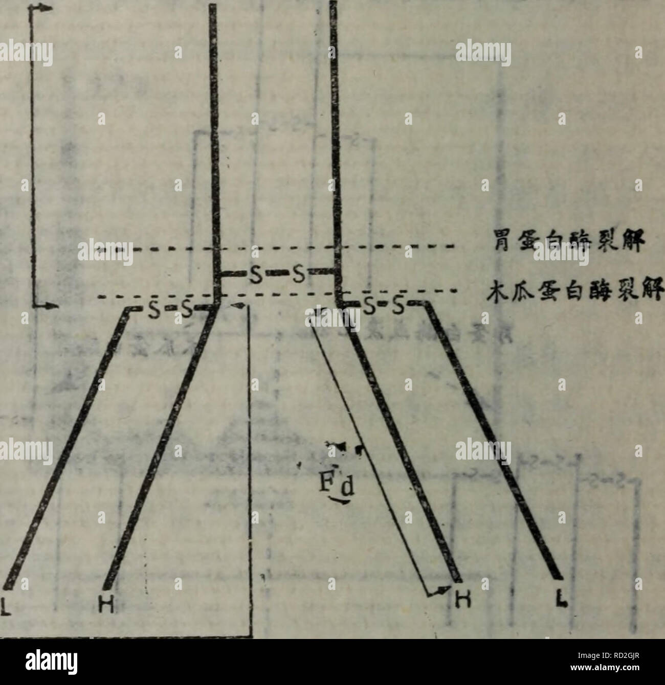 . Dan bai Zhi de Jie gou yu Gong neng. Botanik. É® Ï¼å¾å° 4 ae¡È½é¾ï¼å¶ ä' ä'ae¡¤ åå-éåä'º 53 Sie 000 Ï¼ç §°ä' ºéé¾ (schwere Kette), å¦ ¤ ¤ å ä'ä'ªåå - éåä'º 22 Sie 000 Ï¼ç §°ä' É¾ï¼light ºè½" Kette) ã. Schlüsselanhänger gibt es 10*3å ç "ç" aeï¼ae Çèç½çåºae¬® Porter) 1962 Porteräº aeåºä å¹' 'ä'-ªIgGåå çåºae¬ç"¡åå¾ aeae ¨ 10*3, ç°å · ²è ¯ aeåºae¬ä' ae¯ae - £ ç¡® çãaeç § è¿ ä'ªae ¨¡åï¼IgGåå-ç ±4 ae¡ç" è½é¾ Aeï¼ä' ¤ ae¡ç'åçHé¾åä' ¤ ae¡ç'åçLé¾ï¼ç ± äºç¡ "é® è¿ å¨ä'èµ · Ï¼è ¿ ä'ªåå - aeä'¤ä'ªaeåç" Åé ¨ ä½ï¼antigen Bindungsstelle), ç±µaeºå Fabçae®'¦Ï¼åç ± H'é¾åLé¾ç" gibt es Aeï¼è § 10 * 4 ã å ç" Çèç½çå ¤ ¯ è½é¾åaeå Ååºï¼variable region) åaeå® åº (konstante Region) ä' é¤¨åãCraigç - aeµå® äºéª¨é" ç¤ Ï¼myeloma) IgGçä' ¤ ae¡è½" É¾çé ¡ ¯ ºåºï¼È aeä "Cae "ç"¯å°ç € € 107 Stockfoto
