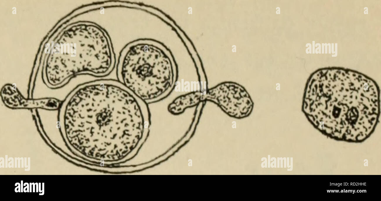 . Elementare Botanik. Botanik. Abb. 136. Düngung im saprolegnia, tube antheridium Durchführung m den Kern der Samenzelle in die Eizelle. In der rechten Abbildung einer kleineren Samenzellen Kern über zur Sicherung mit den Kern der Ei ist. (Nach Humphrey und Trow.). Bitte beachten Sie, dass diese Bilder sind von der gescannten Seite Bilder, die digital für die Lesbarkeit verbessert haben mögen - Färbung und Aussehen dieser Abbildungen können nicht perfekt dem Original ähneln. extrahiert. Atkinson, George Francis, 1854-1918. New York, H. Holt und Unternehmen Stockfoto
