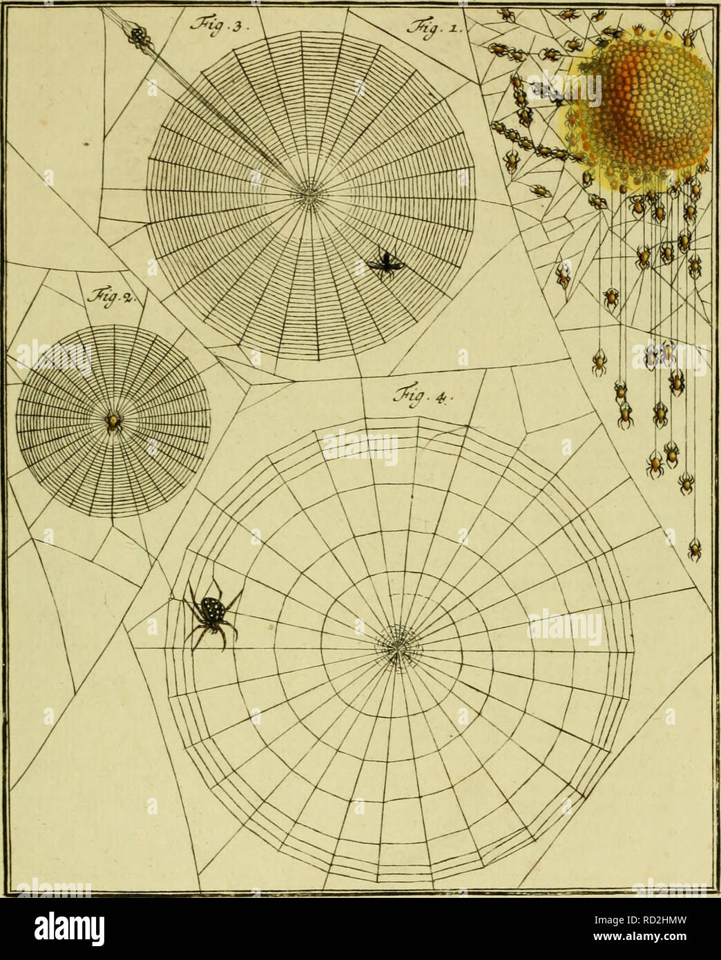 . De natuurlyke Historie der Insecten; voorzien met naar 't Leven en getekende gekoleurde plaaten. Insekten. TOM. IV.tah.XL.. Bitte beachten Sie, dass diese Bilder sind von der gescannten Seite Bilder, die digital für die Lesbarkeit verbessert haben mögen - Färbung und Aussehen dieser Abbildungen können nicht perfekt dem Original ähneln. extrahiert. Rösel von Rosenhof, August Johann, 1705-1759; Kleemann, Christian Friedrich Carl, 1735-1789; Moerbeek, Adam Abrahamzoon. Te Haarlem, Amsterdam, durch C.H.Bohn en H. de Wit, boekverkoopers Stockfoto