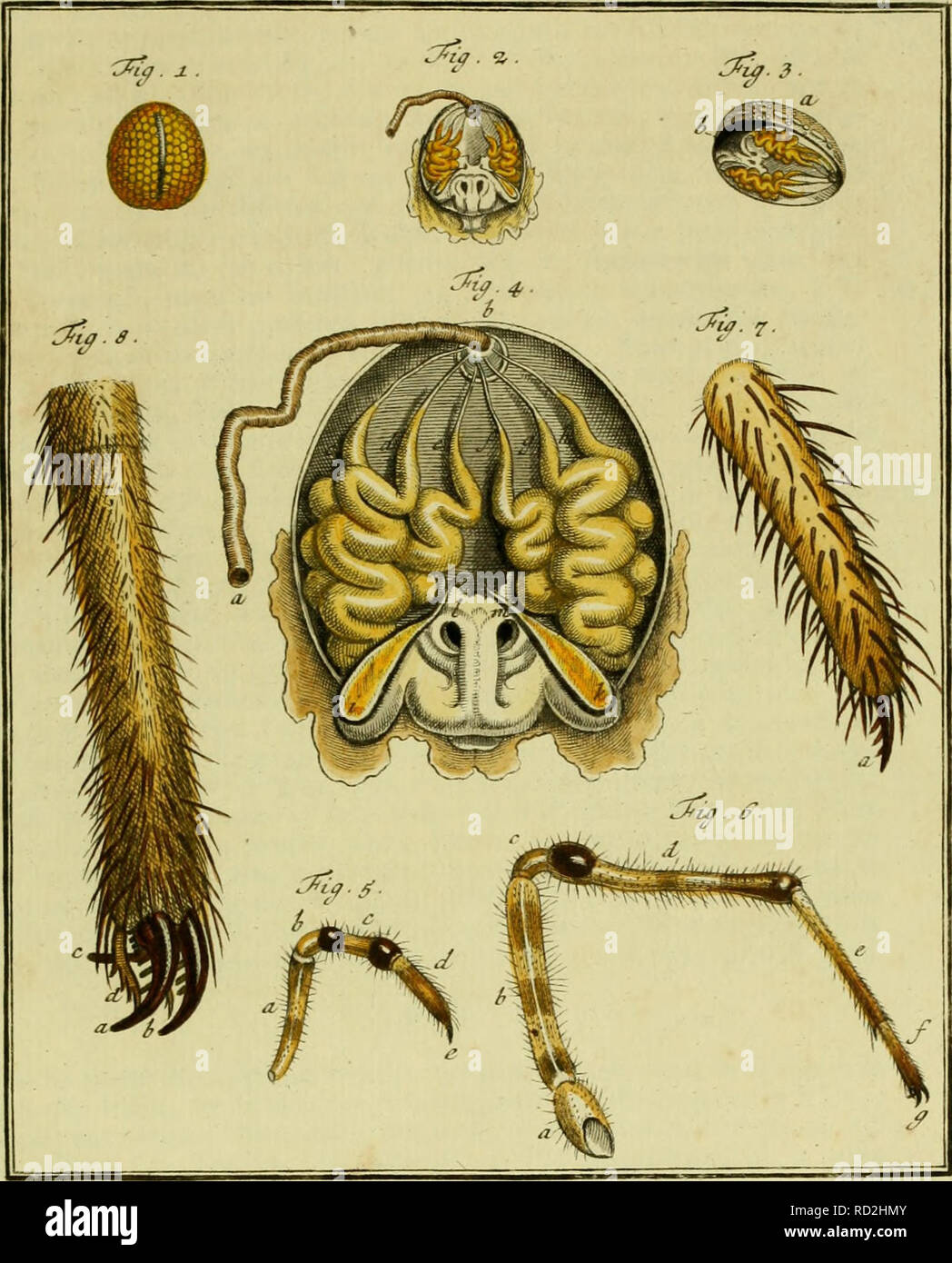 . De natuurlyke Historie der Insecten; voorzien met naar 't Leven en getekende gekoleurde plaaten. Insekten. Tom.ik Tab. XXXIX.. Bitte beachten Sie, dass diese Bilder sind von der gescannten Seite Bilder, die digital für die Lesbarkeit verbessert haben mögen - Färbung und Aussehen dieser Abbildungen können nicht perfekt dem Original ähneln. extrahiert. Rösel von Rosenhof, August Johann, 1705-1759; Kleemann, Christian Friedrich Carl, 1735-1789; Moerbeek, Adam Abrahamzoon. Te Haarlem, Amsterdam, durch C.H.Bohn en H. de Wit, boekverkoopers Stockfoto