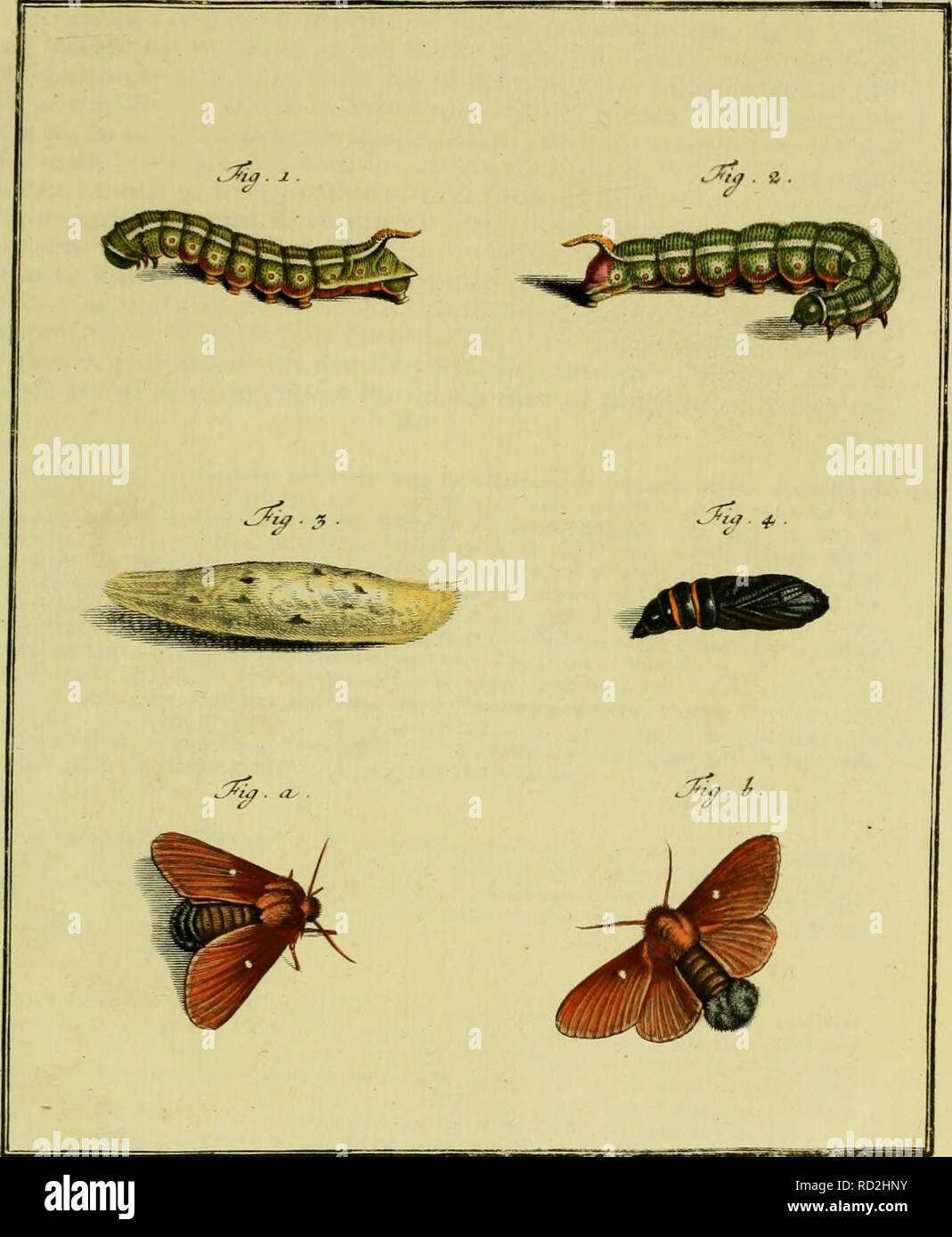 . De natuurlyke Historie der Insecten; voorzien met naar 't Leven en getekende gekoleurde plaaten. Insekten. TOM. IV. Tnh. XXXIK. Bitte beachten Sie, dass diese Bilder sind von der gescannten Seite Bilder, die digital für die Lesbarkeit verbessert haben mögen - Färbung und Aussehen dieser Abbildungen können nicht perfekt dem Original ähneln. extrahiert. Rösel von Rosenhof, August Johann, 1705-1759; Kleemann, Christian Friedrich Carl, 1735-1789; Moerbeek, Adam Abrahamzoon. Te Haarlem, Amsterdam, durch C.H.Bohn en H. de Wit, boekverkoopers Stockfoto