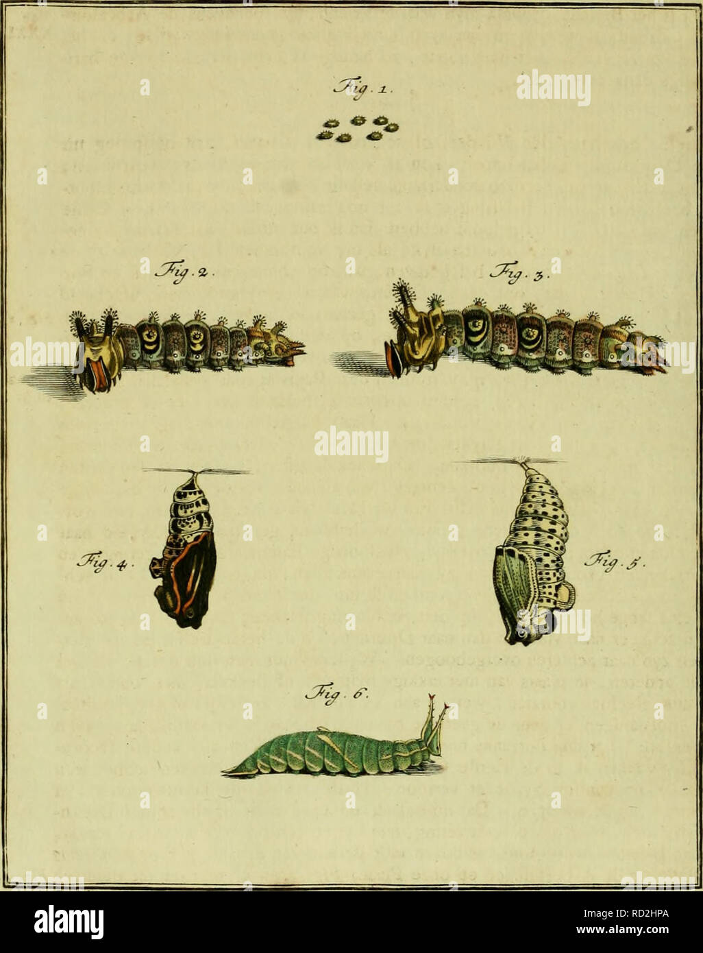 . De natuurlyke Historie der Insecten; voorzien met naar 't Leven en getekende gekoleurde plaaten. Insekten. TOM. ir.Tab. XXXI.. -/^. Tc ^/: -/a^^. /&Amp;. ^^v^. Bitte beachten Sie, dass diese Bilder sind von der gescannten Seite Bilder, die digital für die Lesbarkeit verbessert haben mögen - Färbung und Aussehen dieser Abbildungen können nicht perfekt dem Original ähneln. extrahiert. Rösel von Rosenhof, August Johann, 1705-1759; Kleemann, Christian Friedrich Carl, 1735-1789; Moerbeek, Adam Abrahamzoon. Te Haarlem, Amsterdam, durch C.H.Bohn en H. de Wit, boekverkoopers Stockfoto