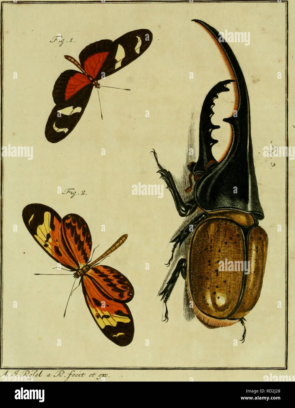 . De natuurlyke Historie der Insecten; voorzien met naar 't Leven en getekende gekoleurde plaaten. Insekten. TOM. ir. TTi/. V. Bitte beachten Sie, dass diese Bilder sind von der gescannten Seite Bilder, die digital für die Lesbarkeit verbessert haben mögen - Färbung und Aussehen dieser Abbildungen können nicht perfekt dem Original ähneln. extrahiert. Rösel von Rosenhof, August Johann, 1705-1759; Kleemann, Christian Friedrich Carl, 1735-1789; Moerbeek, Adam Abrahamzoon. Te Haarlem, Amsterdam, durch C.H.Bohn en H. de Wit, boekverkoopers Stockfoto