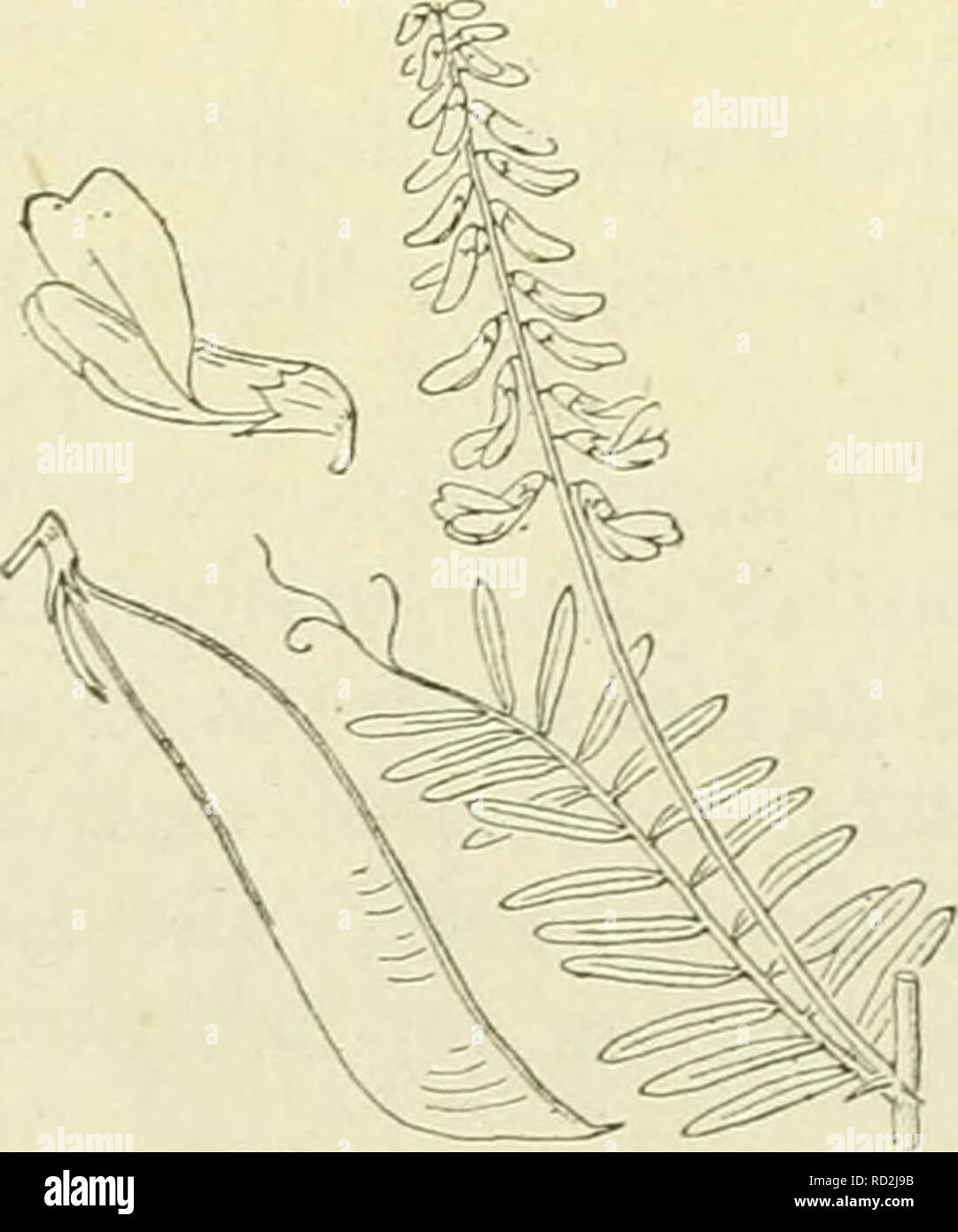 . De flora van Nederland. Pflanzen. Vicia Cracca Abb. 813. stijl vergroot, p Borstel, st-Stempel. V. tenuifólia 1 Rth. Teere Voldoet Anlage gelijkt häufig op wikke (Abb. 814). de vorige, doch ist Tür de daar genoemde Icenmerken ge-makkelijk er Van te onderscheiden. Zij ist behaard, Klimmend. De wortel ist graubraun, Rond-achtig, iets kruipend. De Stengel ist vertakt, kantig en gegroefd, beneden Kaal, boven bijna behaard aangedrukt Witz. De bladen zijn bijna zittend, 8-14-jukkig met vertakte ranken. De steunbladen zijn gaafrandig, sterben onder £ n den Stengel zijn halfspiesvormig, behaard, Smal, lang toegespits Stockfoto